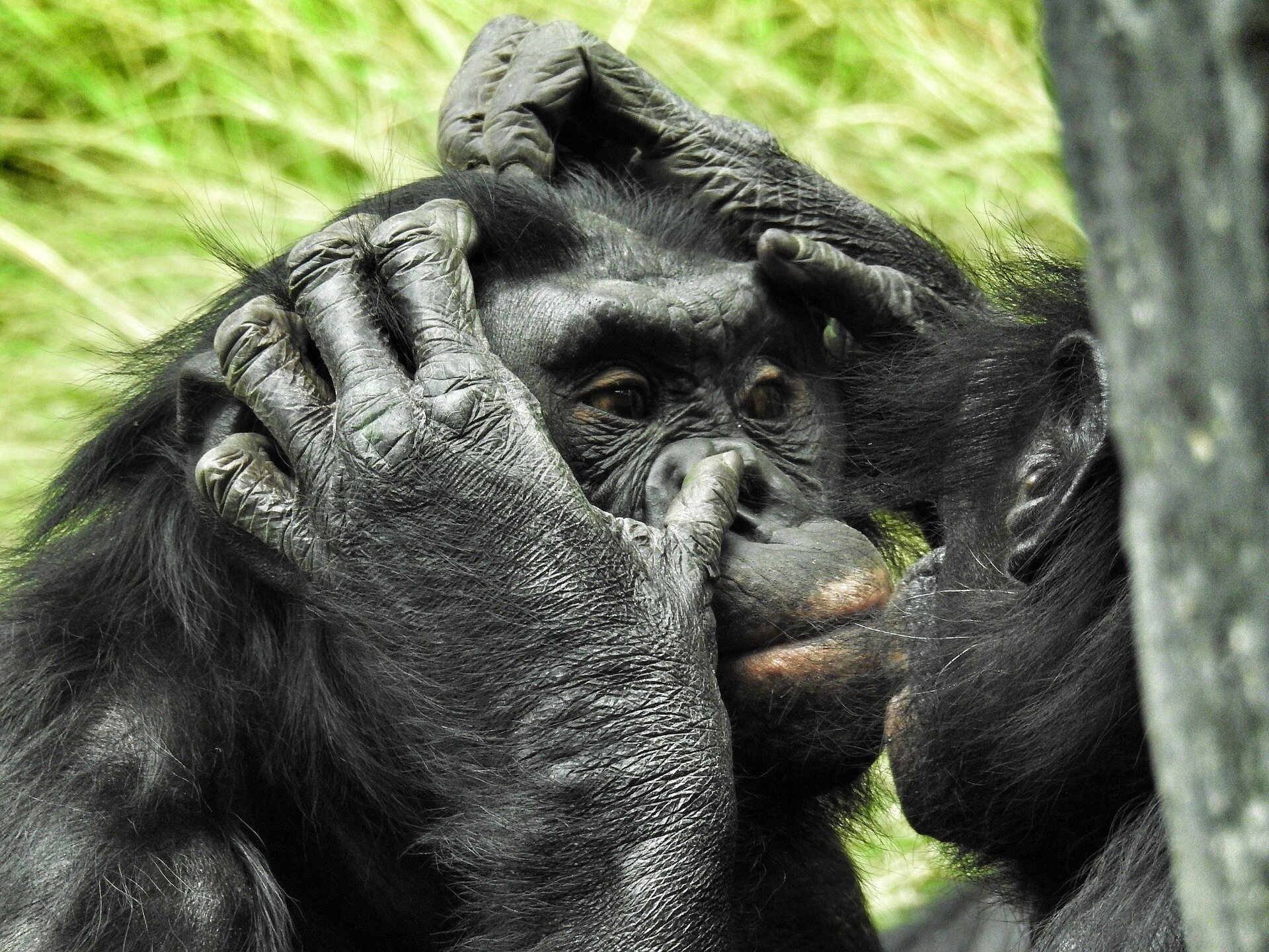 Bonobos, unlike humans, are more interested in the emotions of strangers  than individuals they know