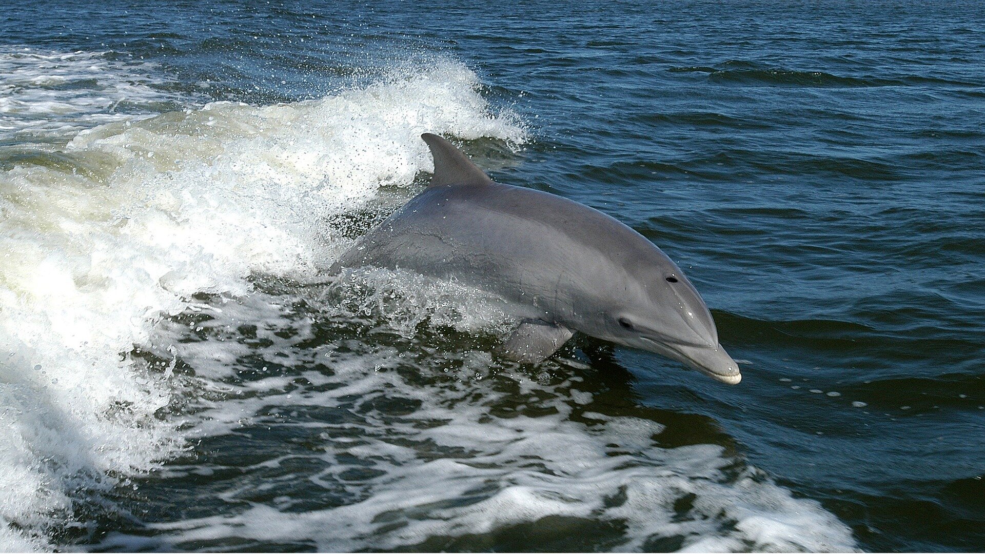 photo of Florida dolphin found with highly pathogenic avian flu: Report image