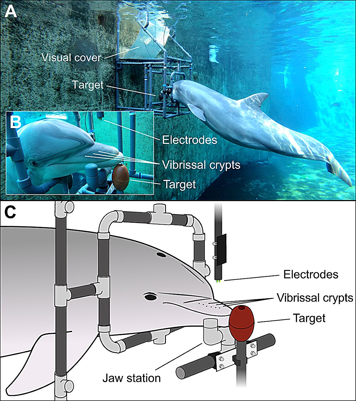 Bottlenose dolphins can sense electric fields, study shows