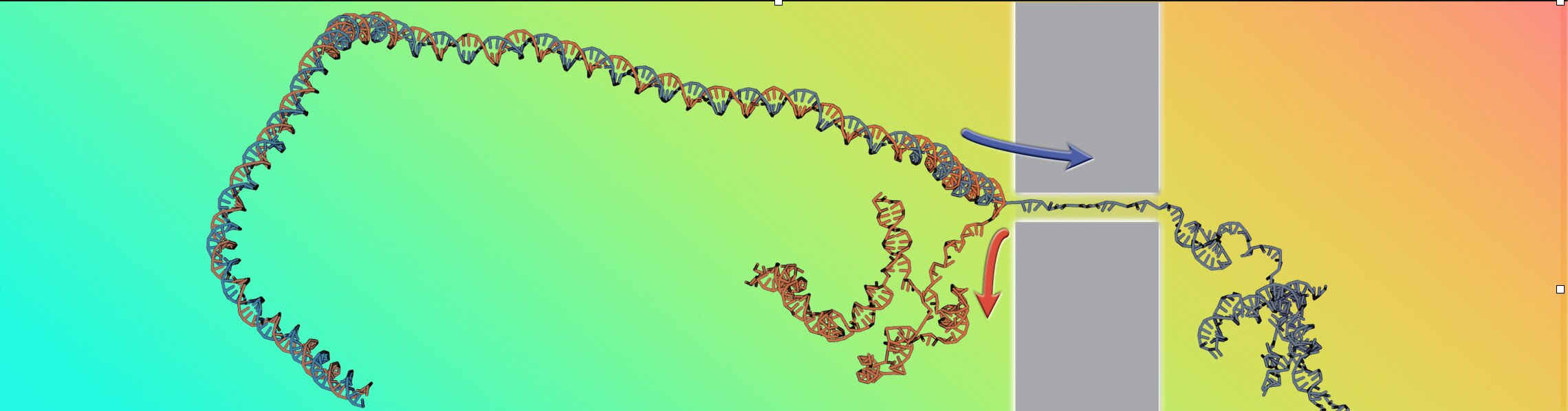 Breaking bonds: Double-helix unzipping reveals DNA physics - computer technology news - Technology - Public News Time