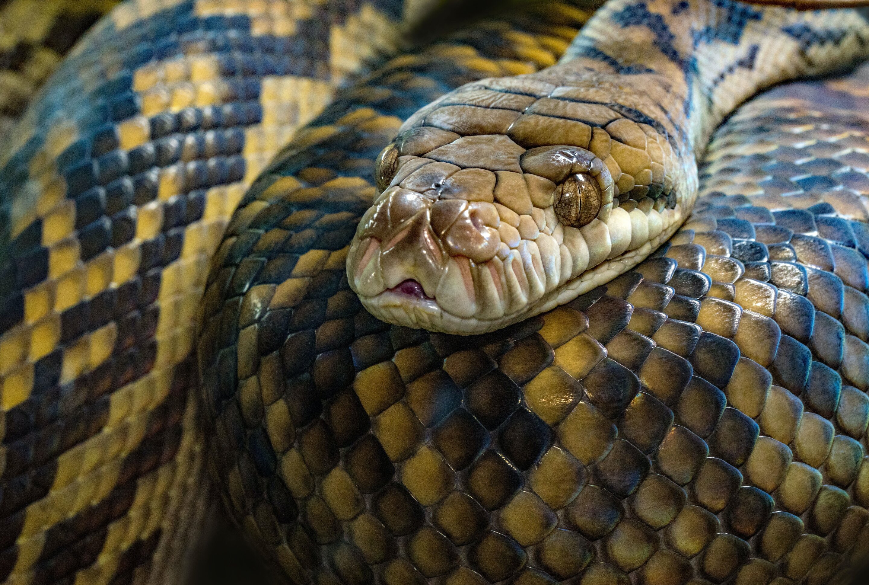 As pythons in Florida try to hide, they face a new enemy: Possums with GPS  collars