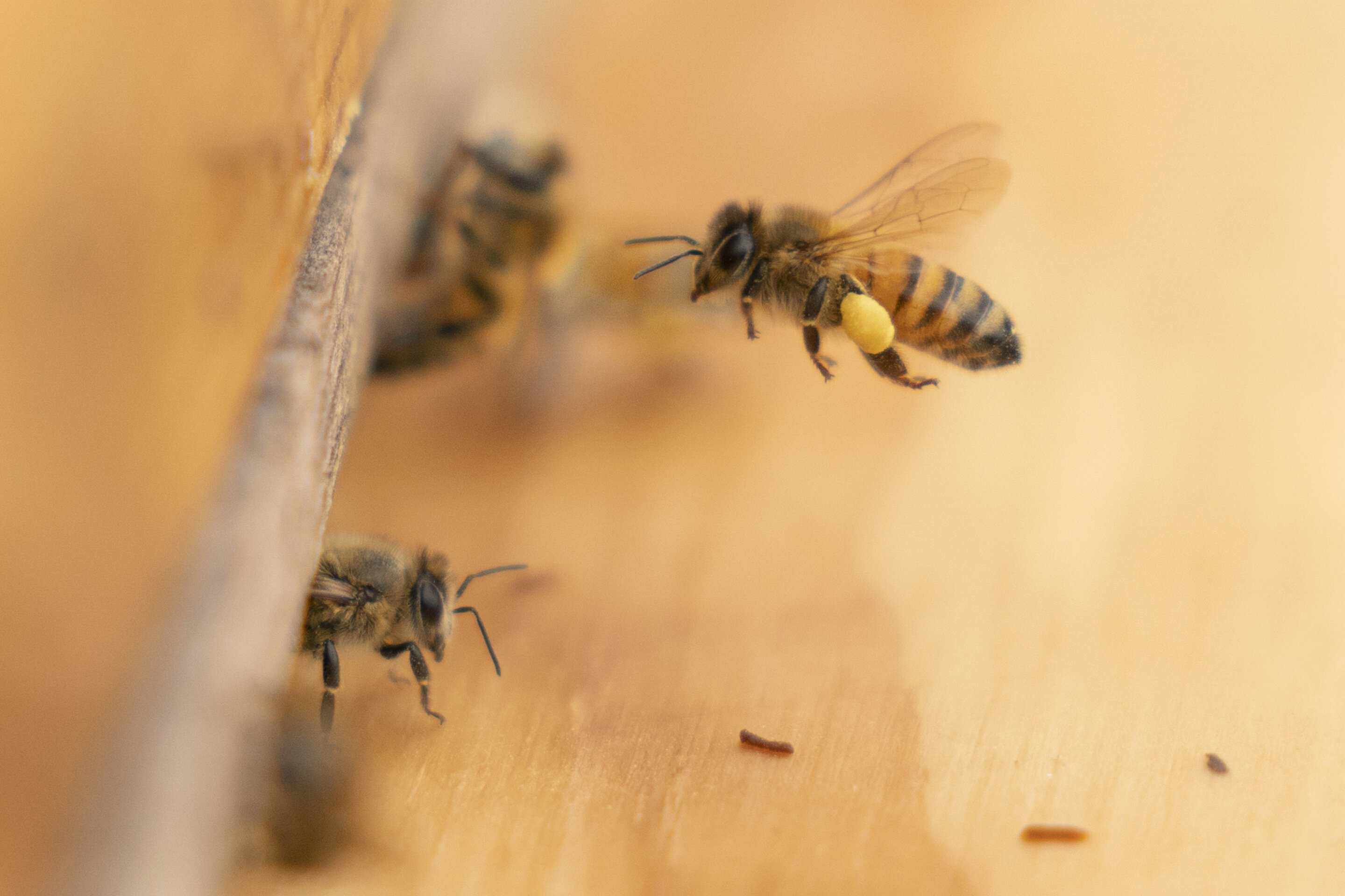 buzzworthy honeybee he