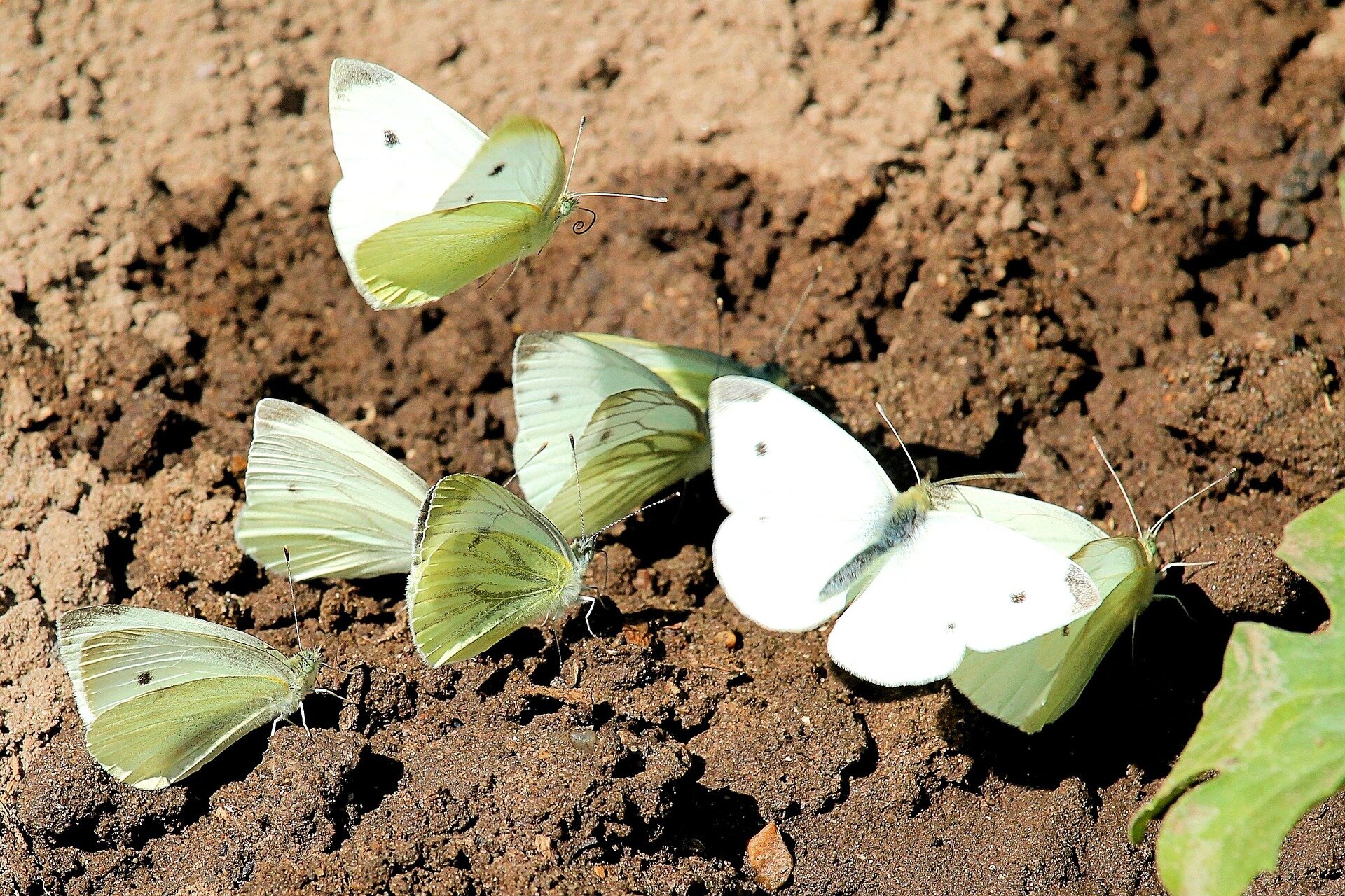 photo of A great year to be a cabbage white butterfly: Why are there so many and how can you protect your crops? image