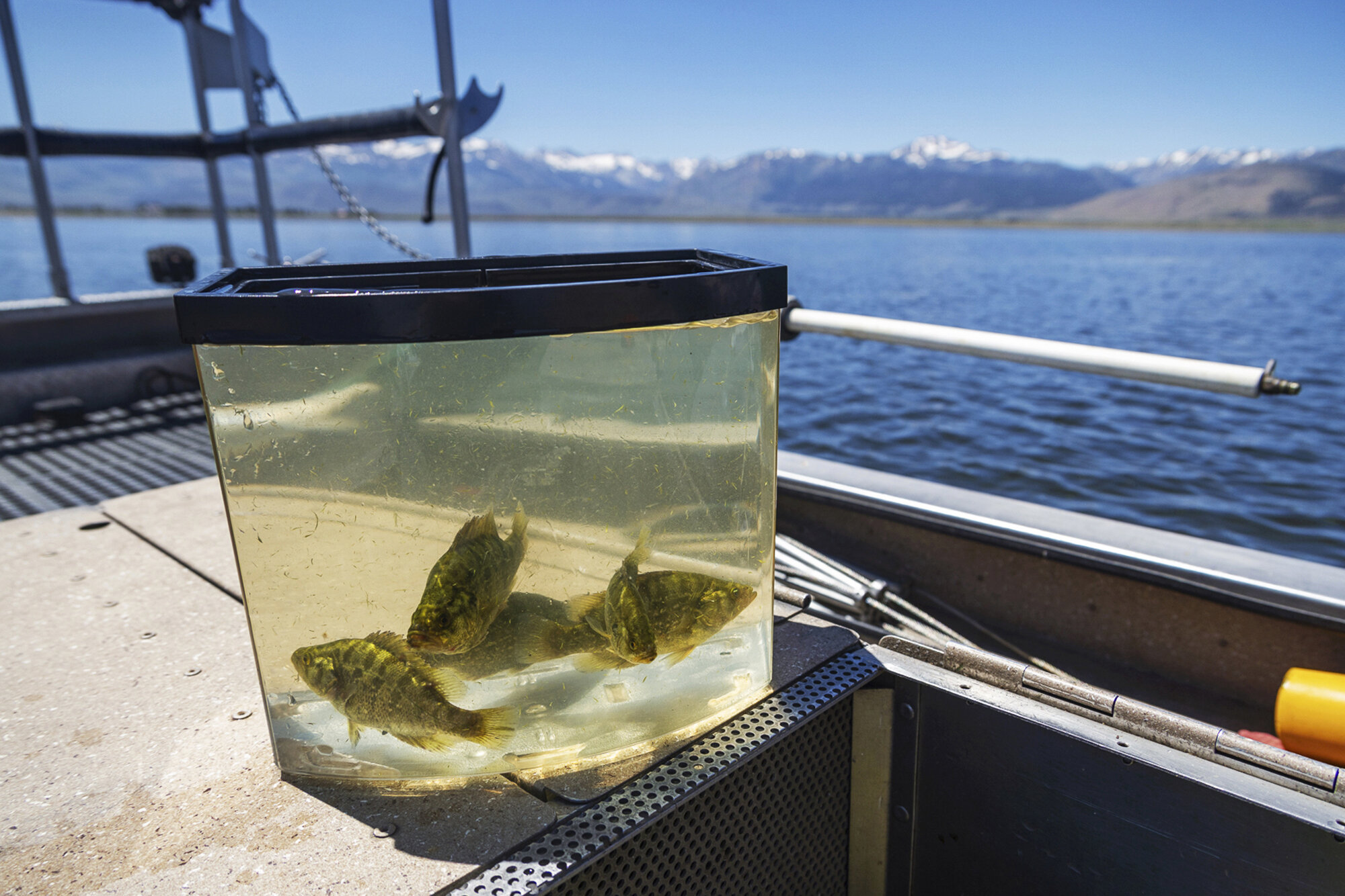 California Outdoors Q&A  What's the best way to release freshwater fish  unharmed?