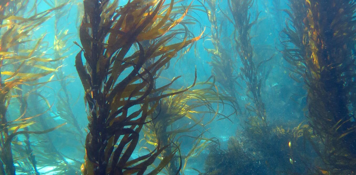 Can seaweed save the world? Well, it can certainly help in many ways, says researcher