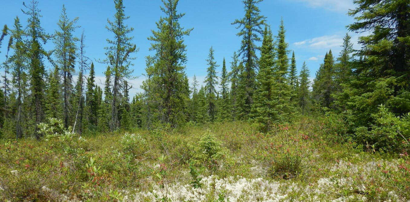 boreal forest climate