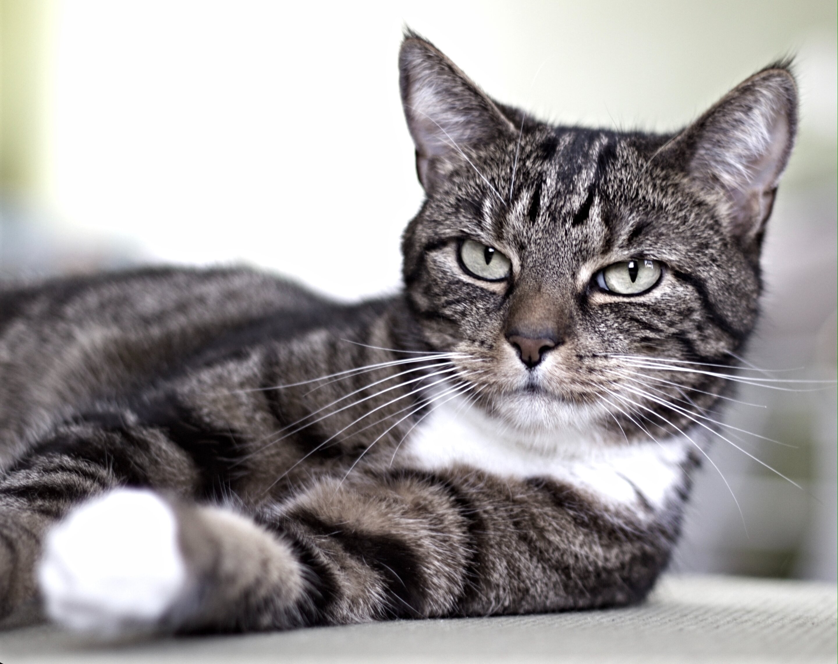 Cats with MDR1 mutation at risk of severe reactions to popular medication
