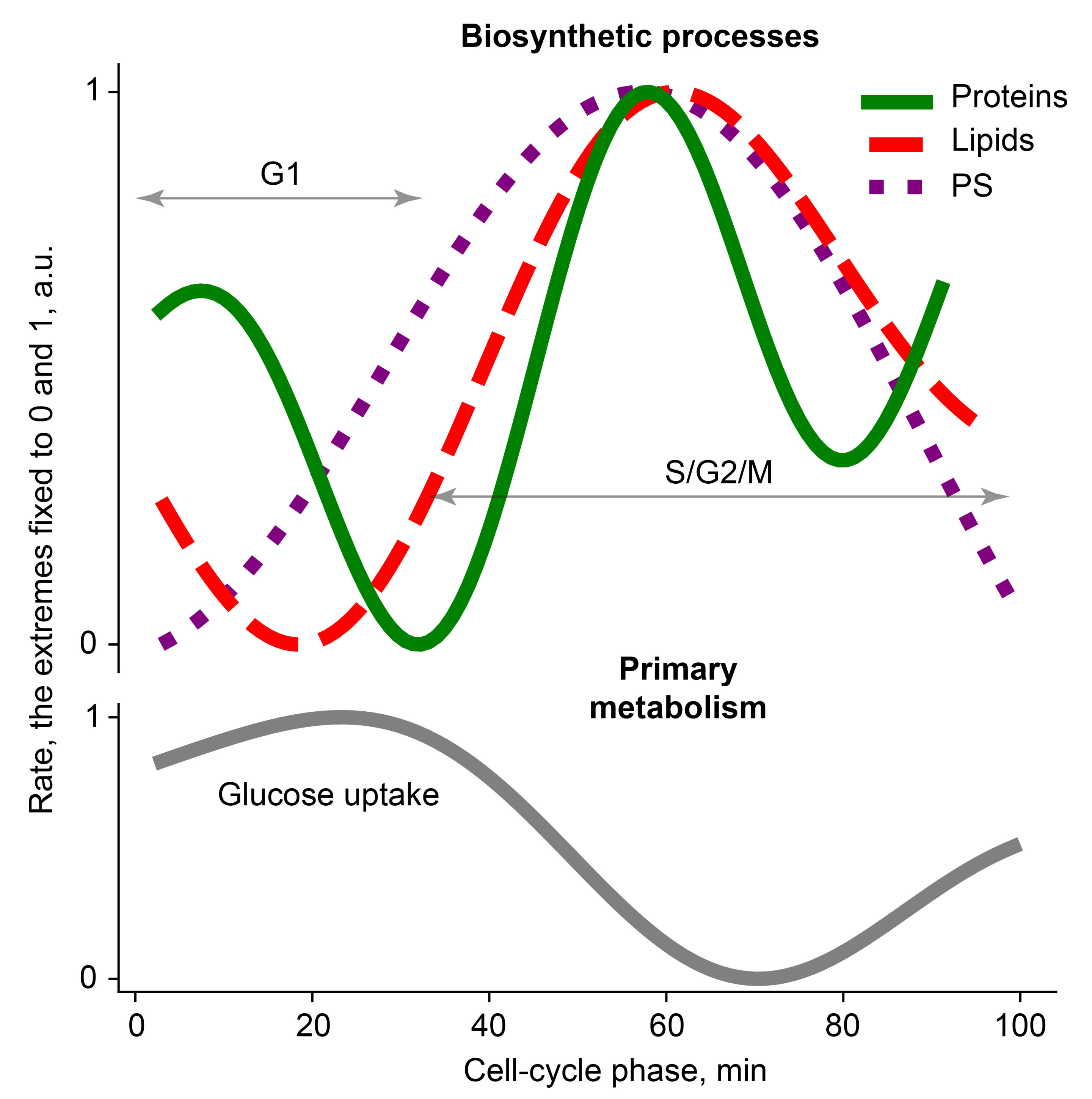 What is the Metabolic Triangle?