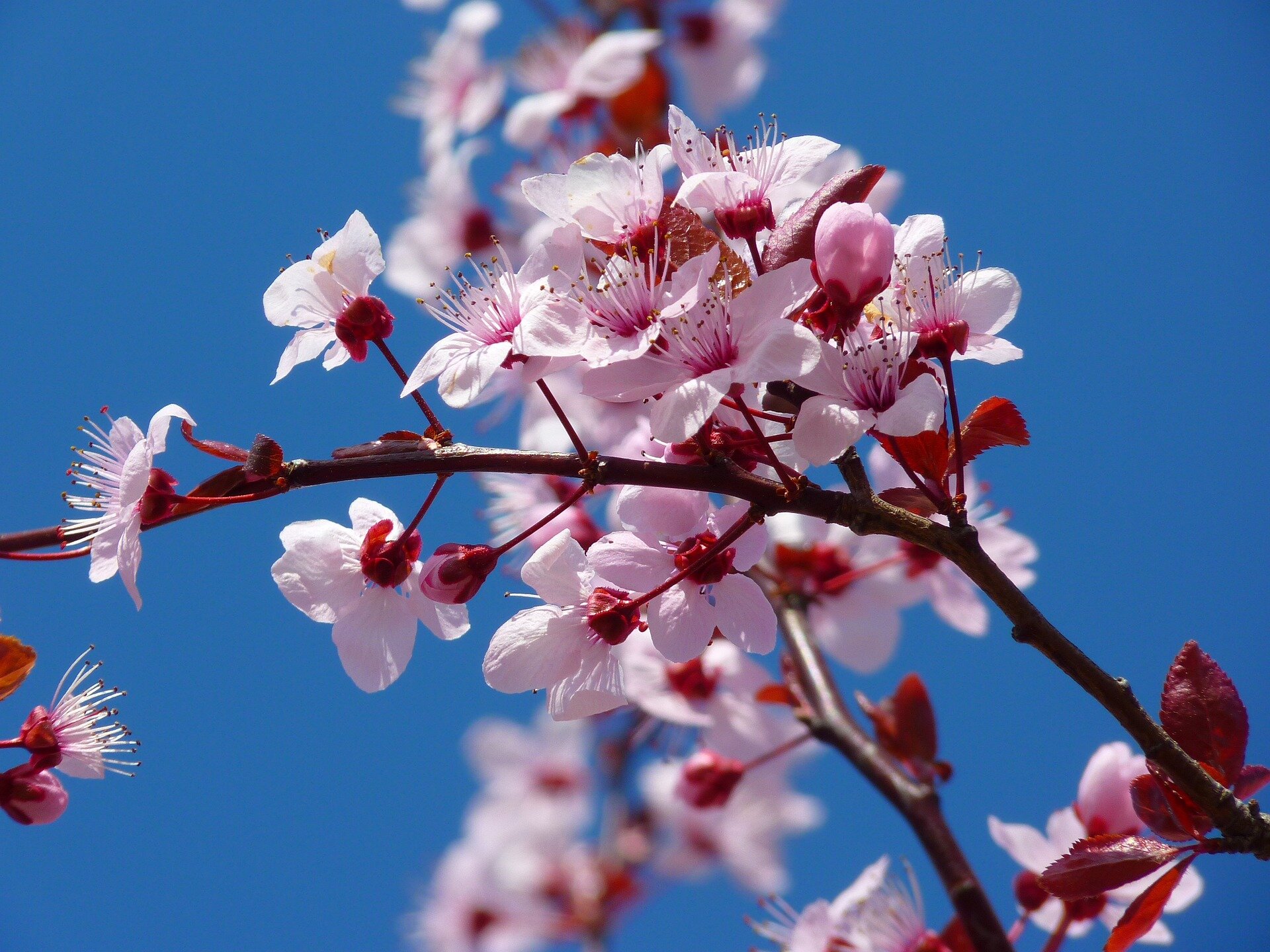Flower Blossom Bloom Ai - Free GIF on Pixabay - Pixabay
