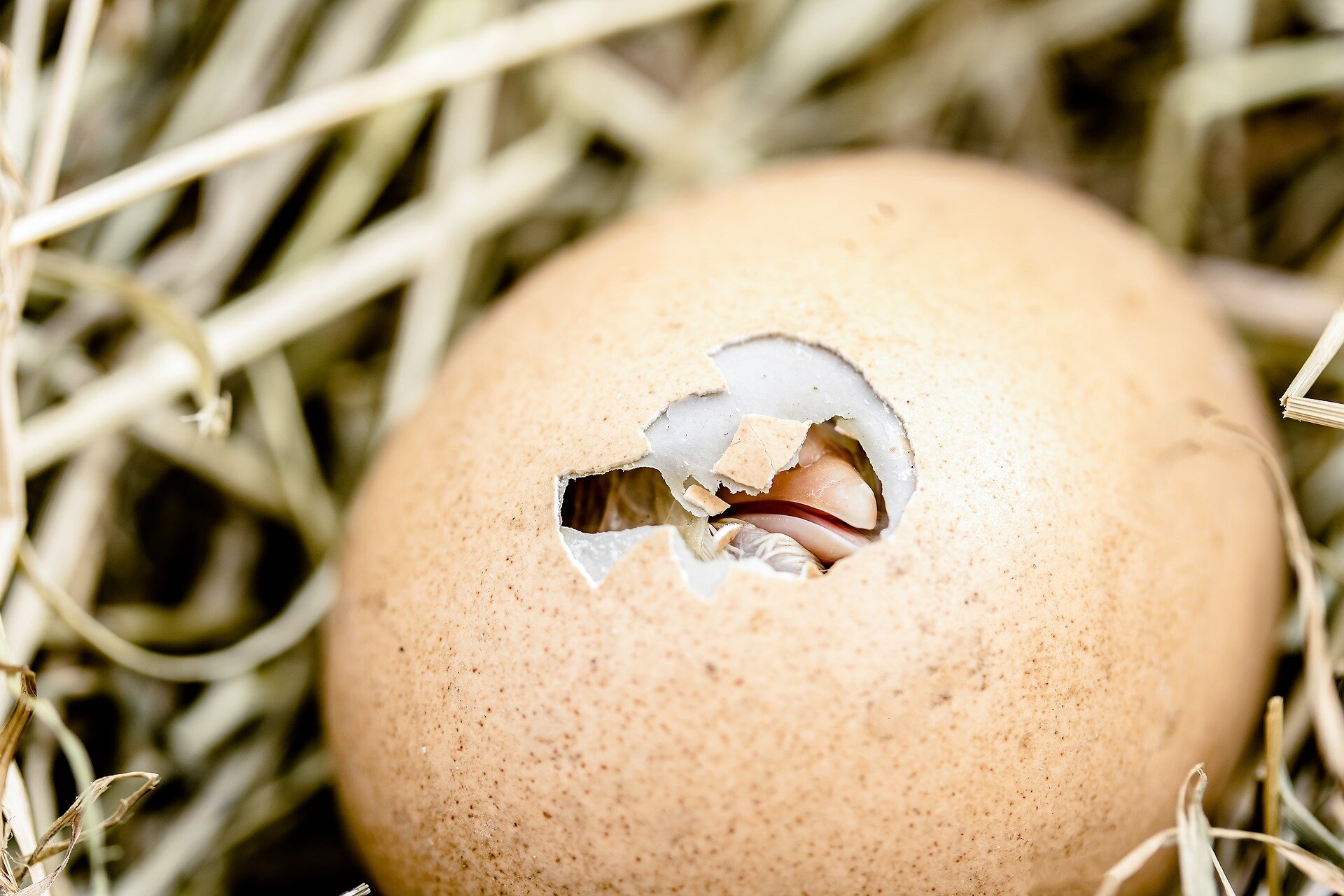 #Newborn chicks are attracted to objects that move upwards, shows study