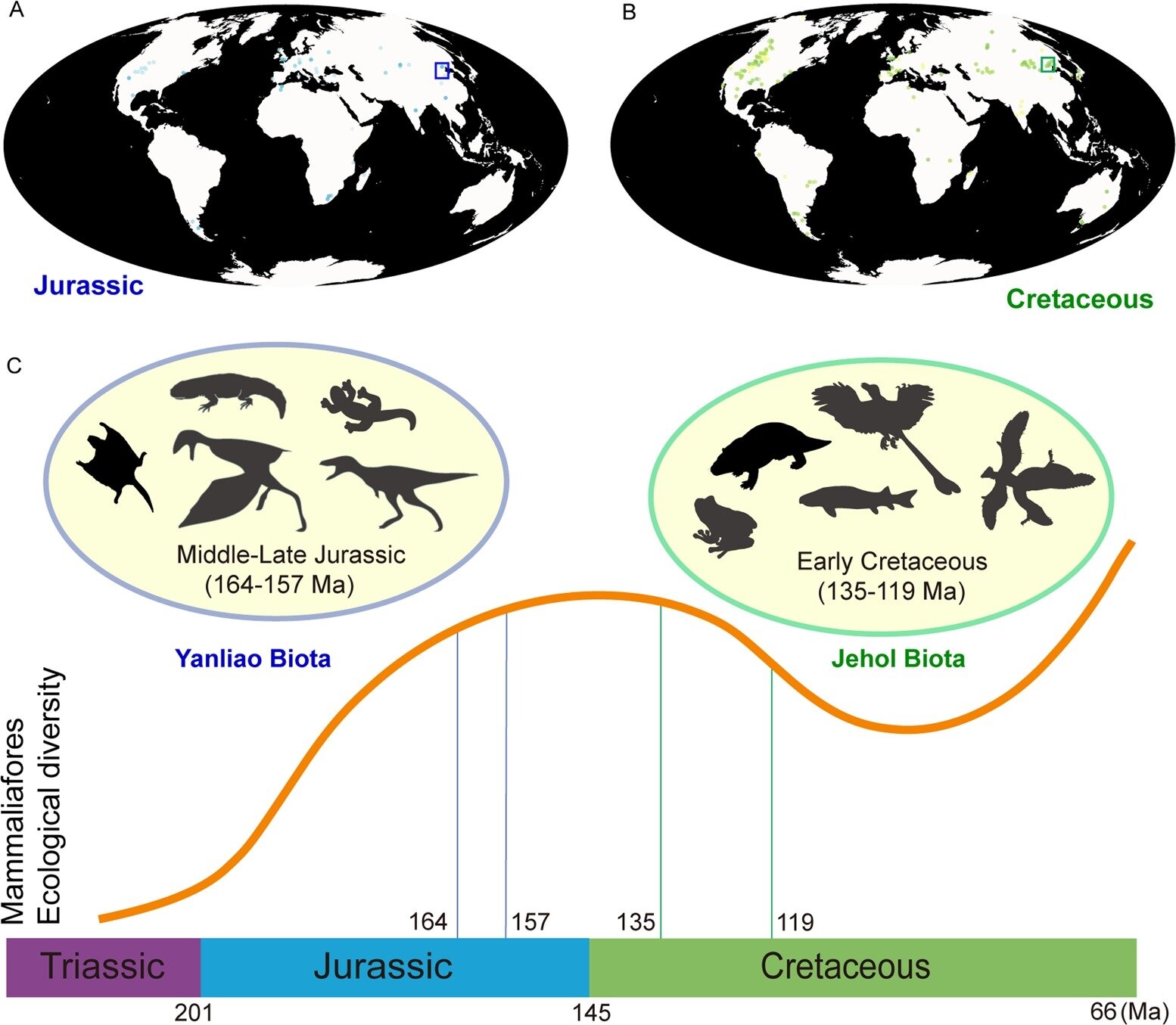 Exploring Mammal Evolution: China’s Yanliao Biota Unveils Insights from the Triassic