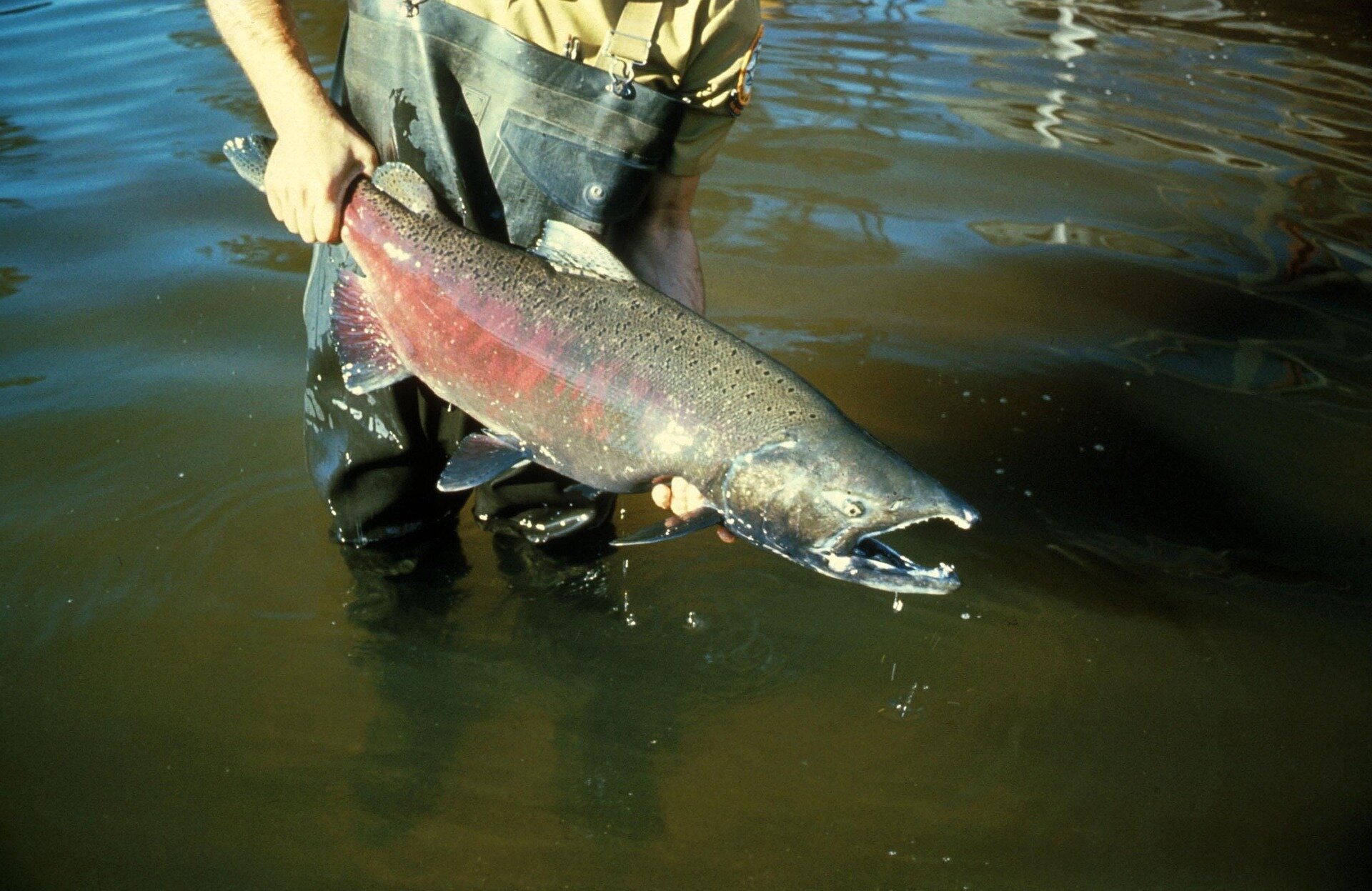 photo of Scientists confine, study Chinook at restored Snoqualmie River habitat image