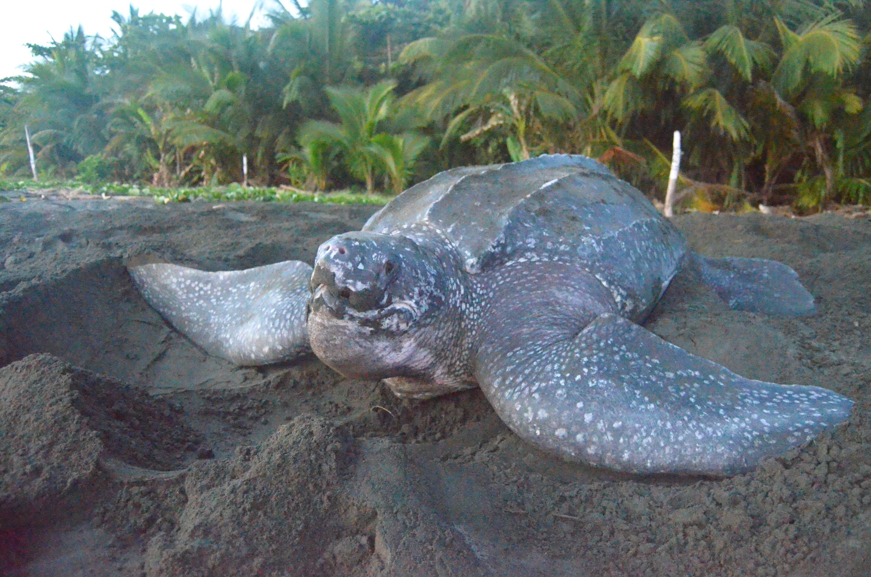 green sea turtle reproduction