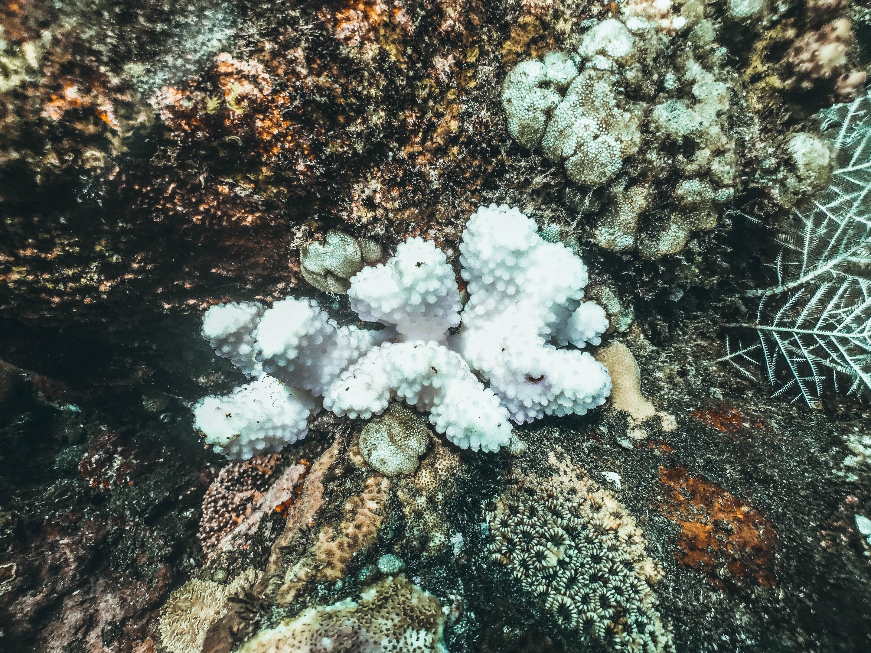 photo of Global coral bleaching caused by climate change demands a global response image