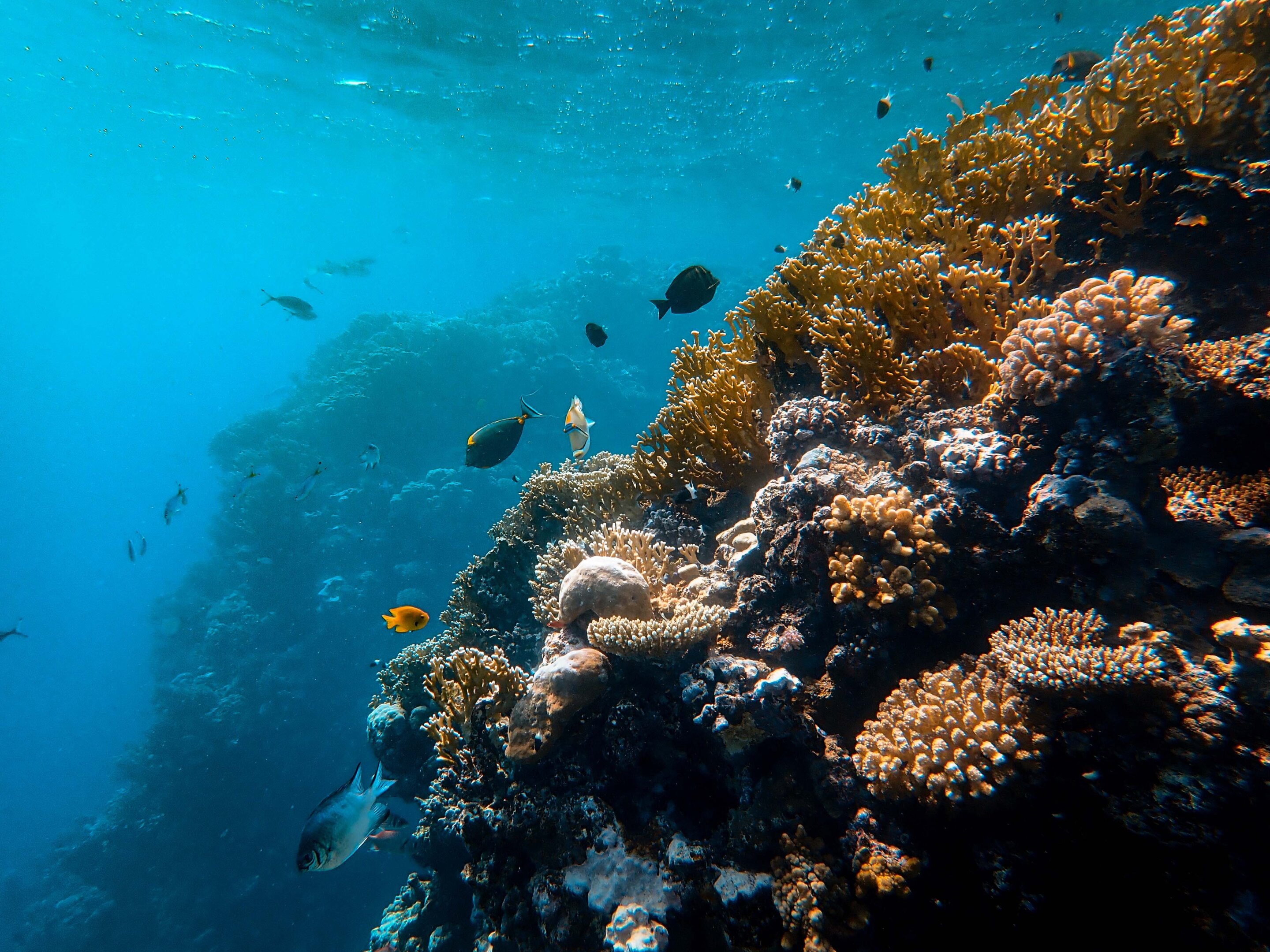 Biases found in coral reef research