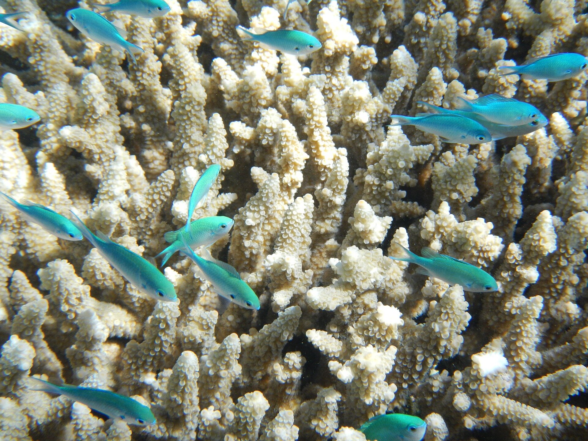 Adult coral can handle more heat and keep growing thanks to heat-evolved symbionts