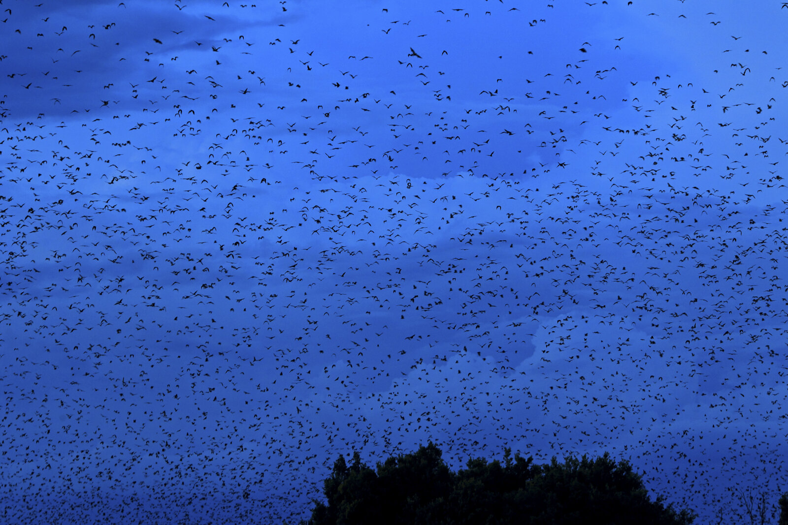 Utilizing AI for Accurate Counting of Africa’s Largest Bat Colony