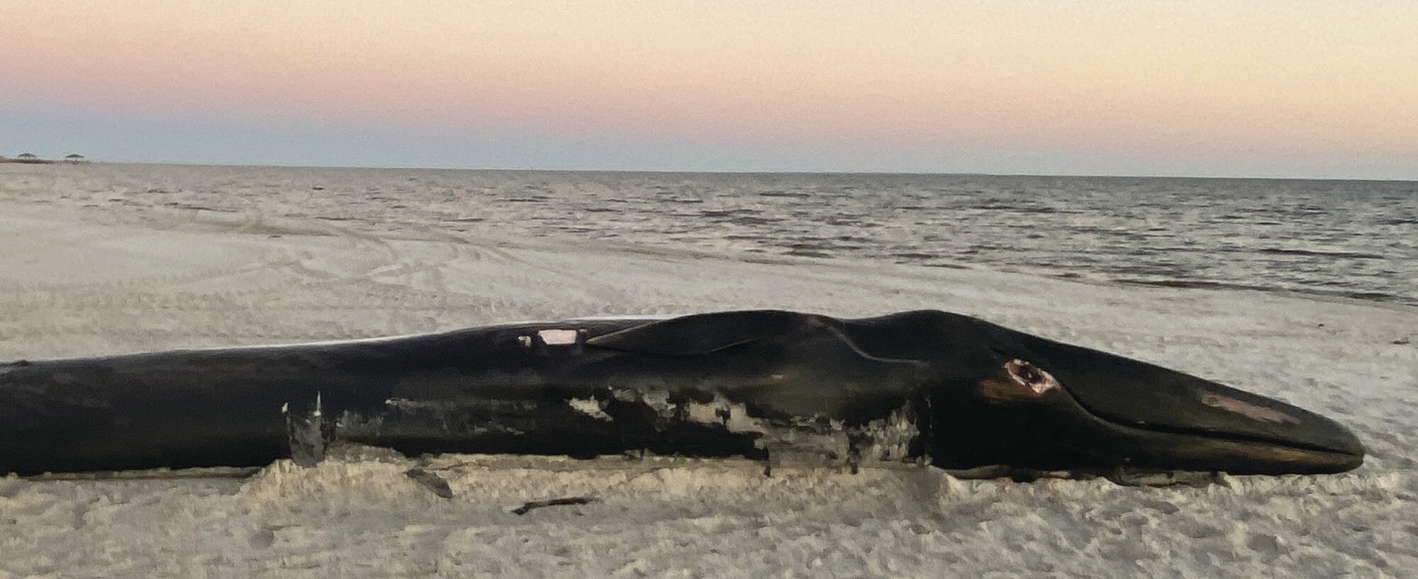 Dead endangered whale washes up on Mississippi Gulf Coast