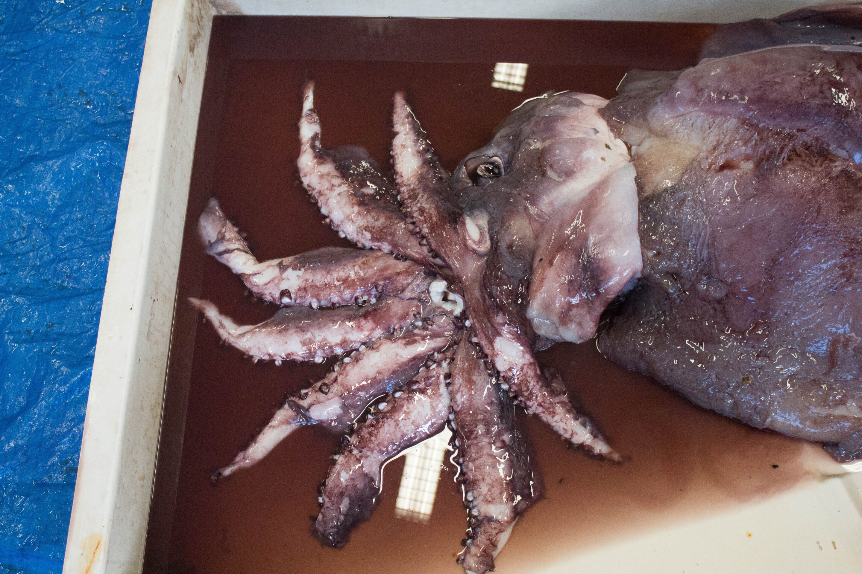 Le calamar poulpe des profondeurs livre ses secrets pour une alimentation saine et variée
