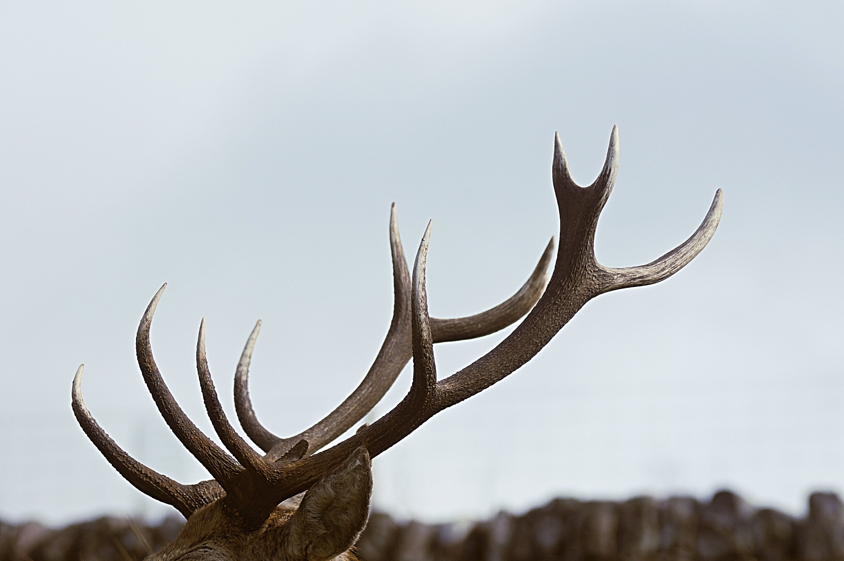 The Keys to Deer Antler Growth