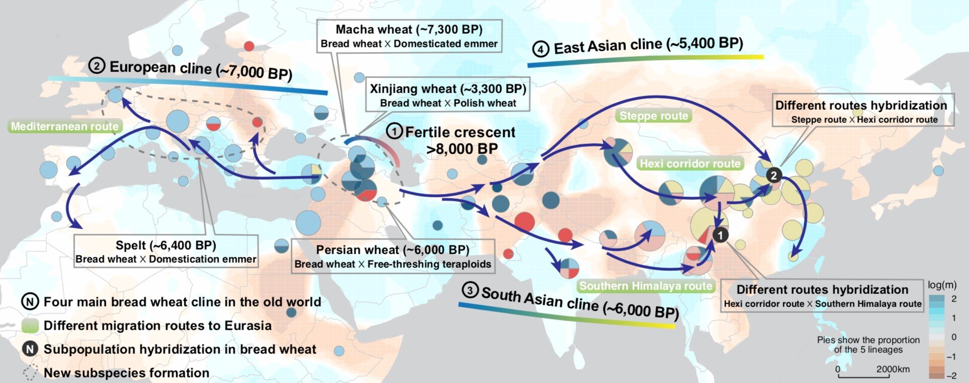 Demographic modeling plays back tape of wheat evolution