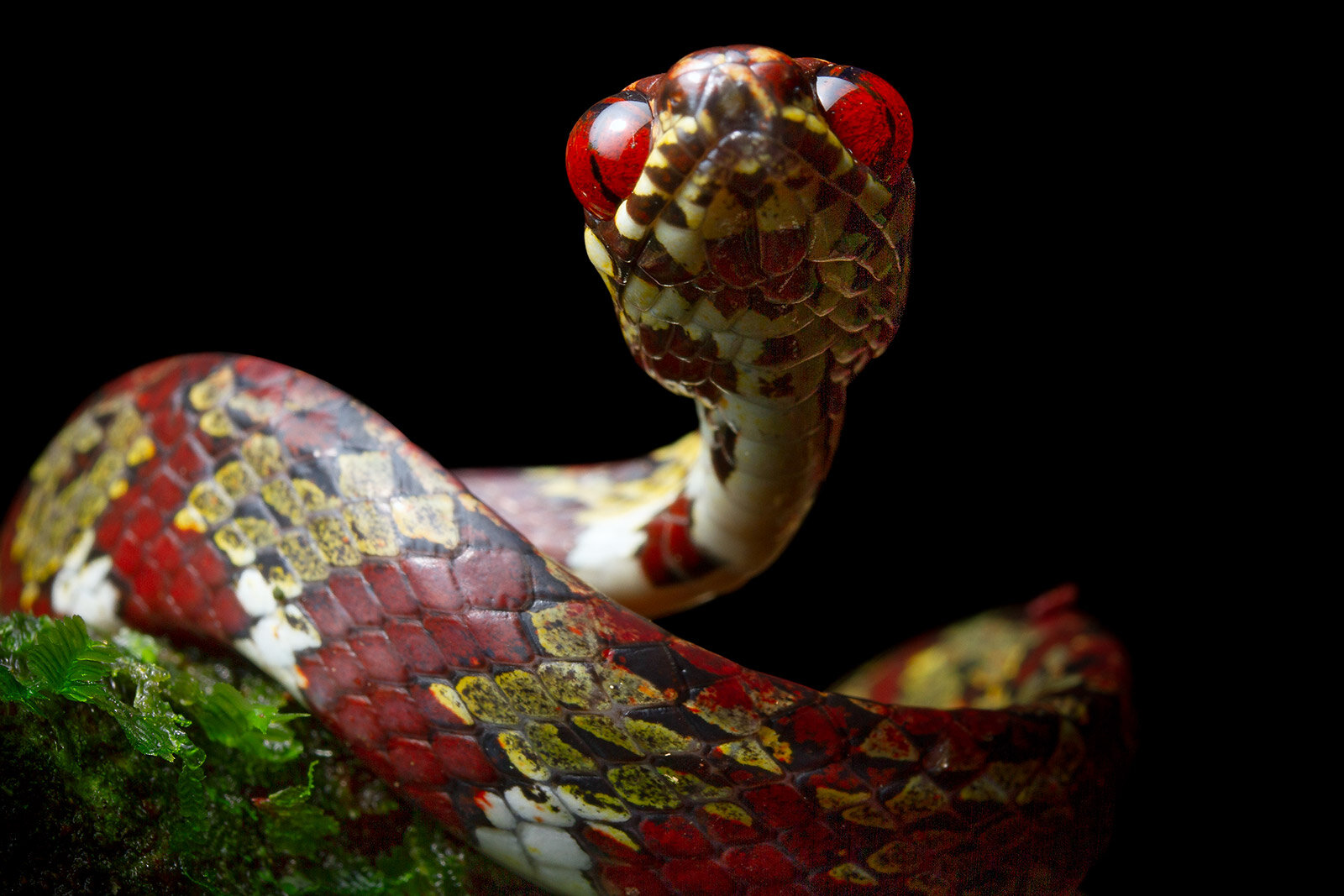 photo of Newly-named species of tree-dwelling snakes threatened by mining image