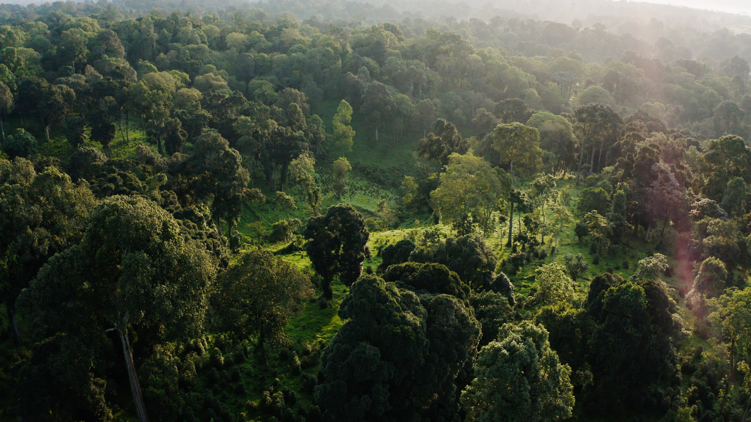 NASA Study Finds Tropical Forests' Ability to Absorb Carbon