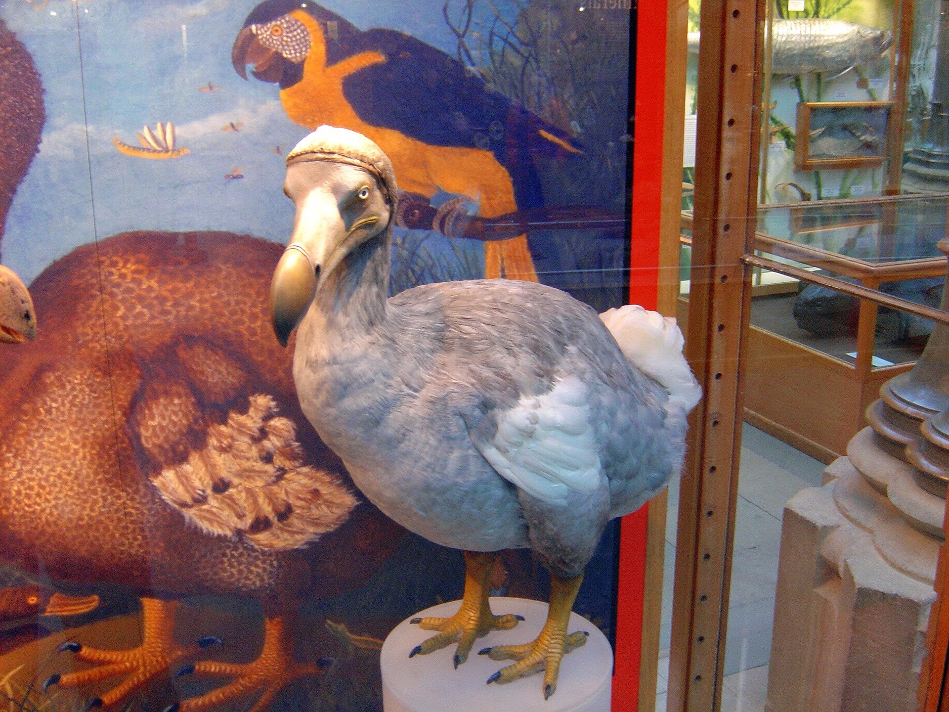 Scientists are trying to resurrect the dodo centuries after the bird  famously went extinct
