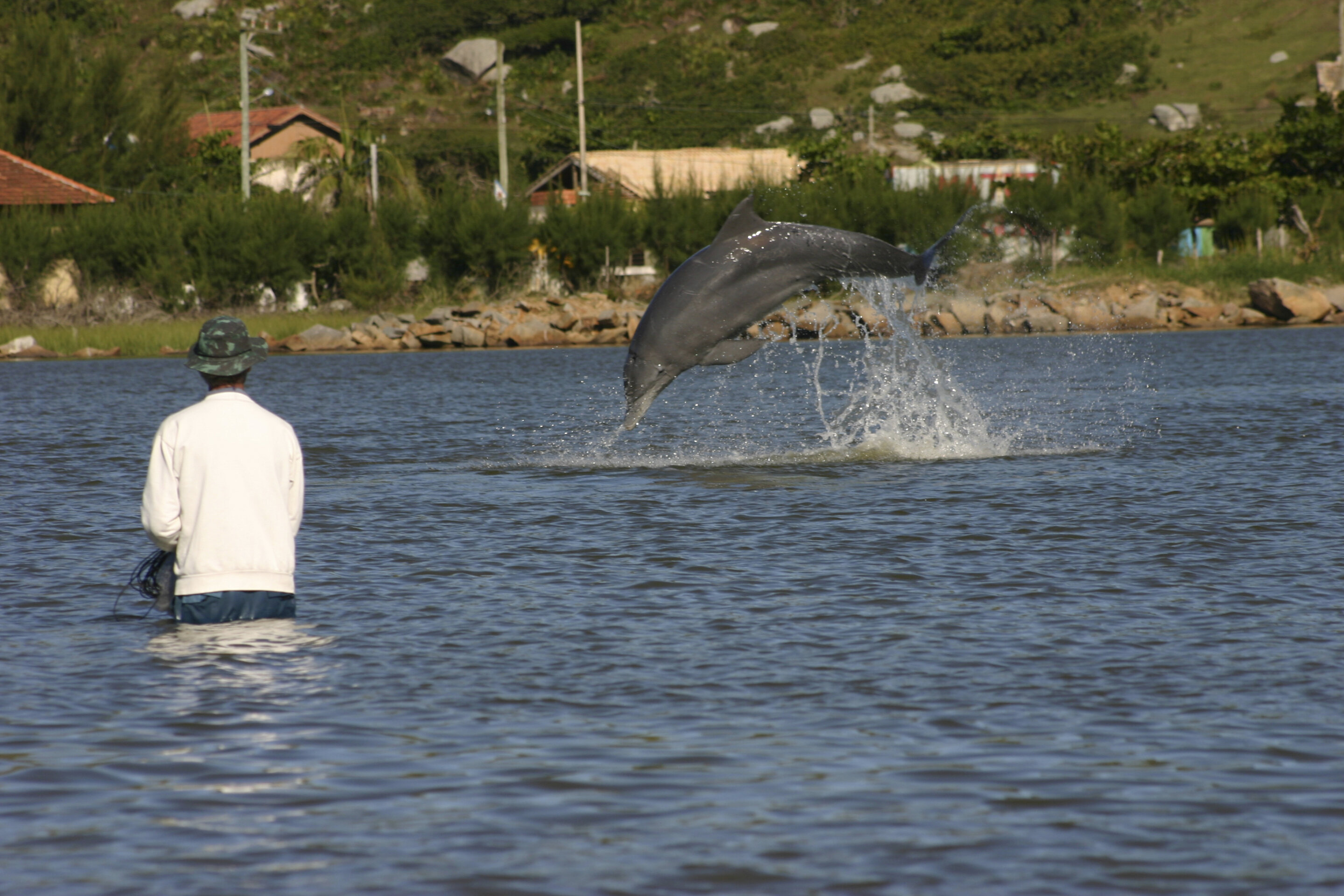 #Dolphins, humans both benefit from fishing collaboration