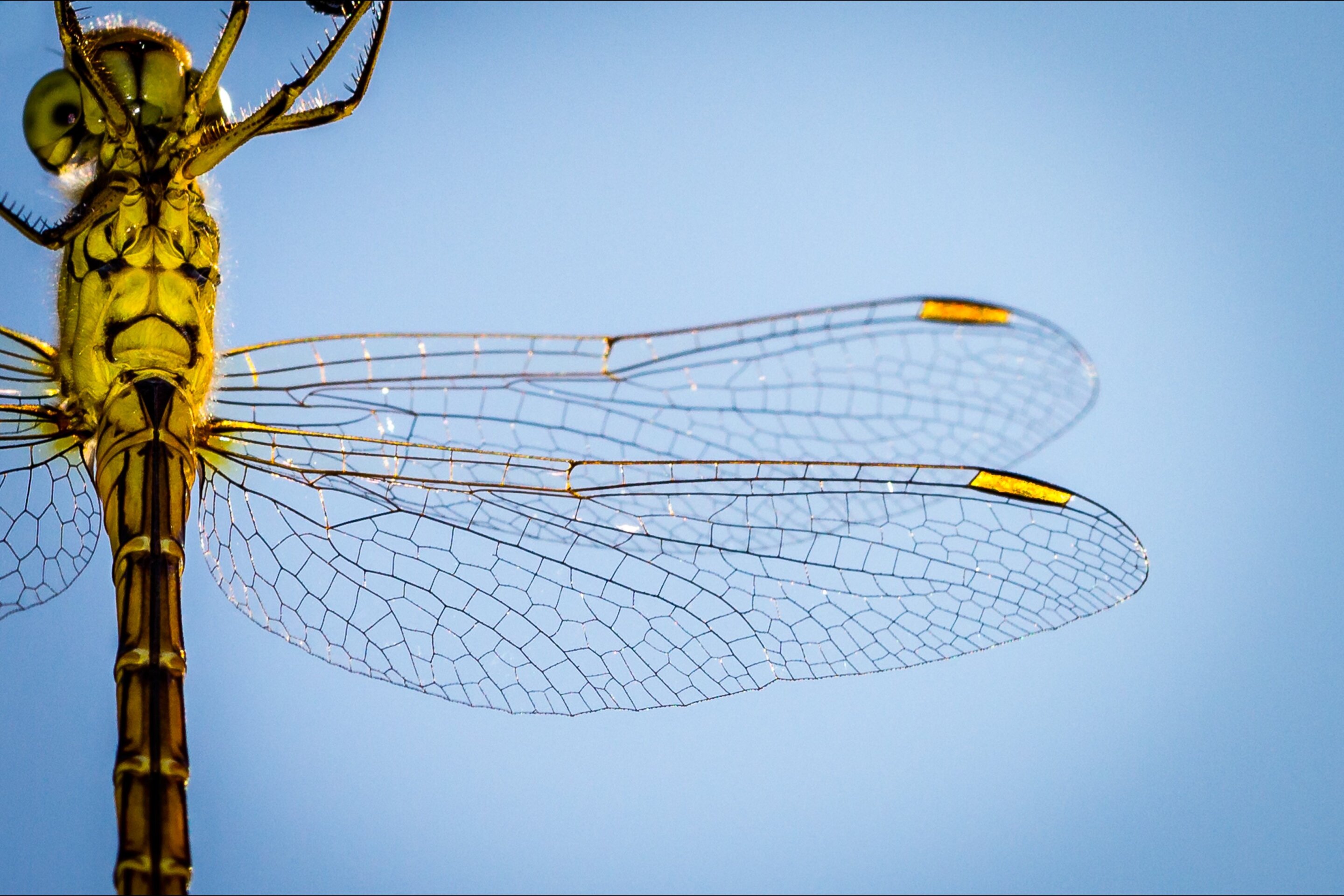 Using dragonfly wings to redesign a Boeing 777 to be lighter, stronger and more sustainable