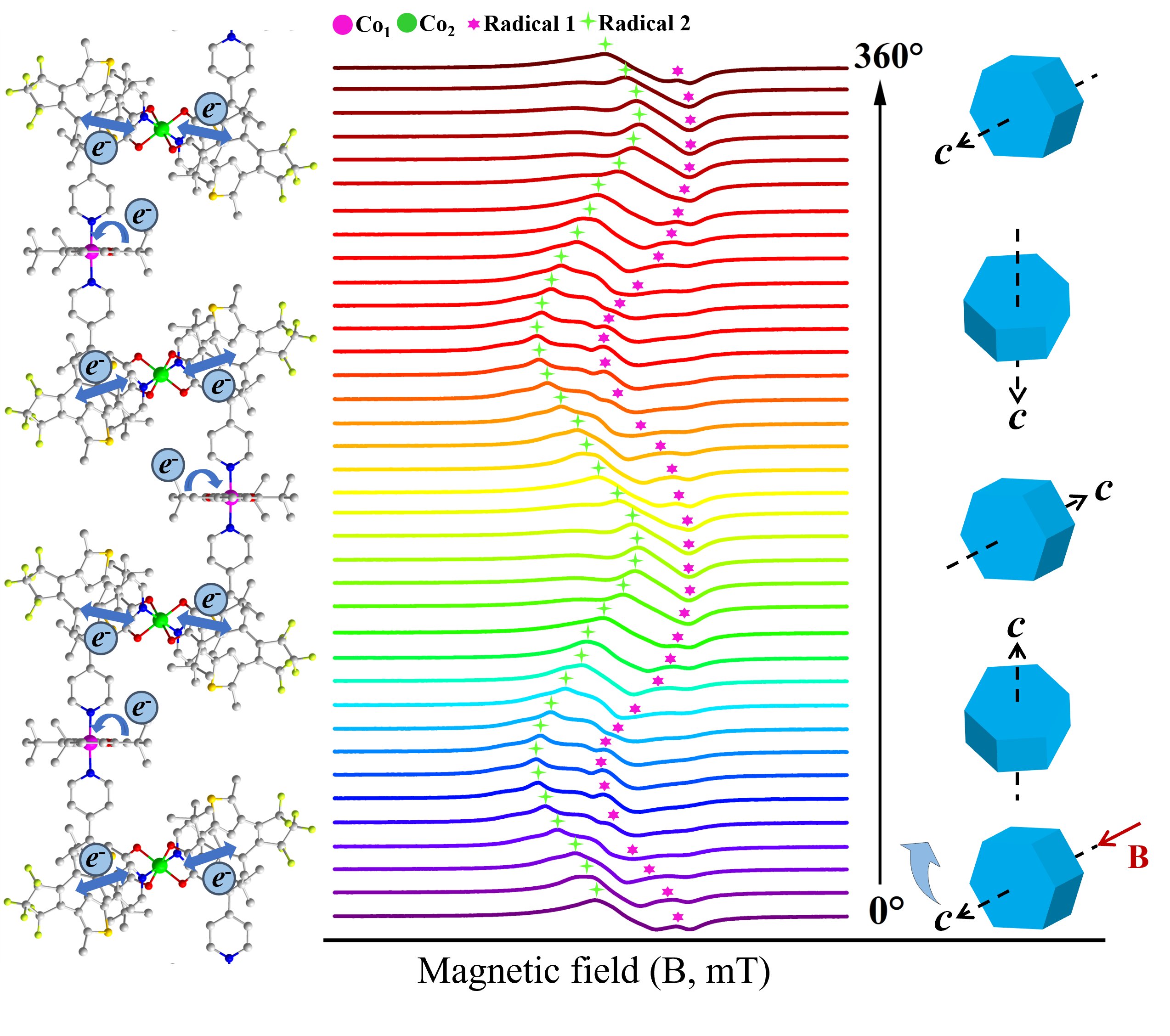 Dual-radical observation in a photoswitchable coordination polymer with synergy effect of semi-conductivity