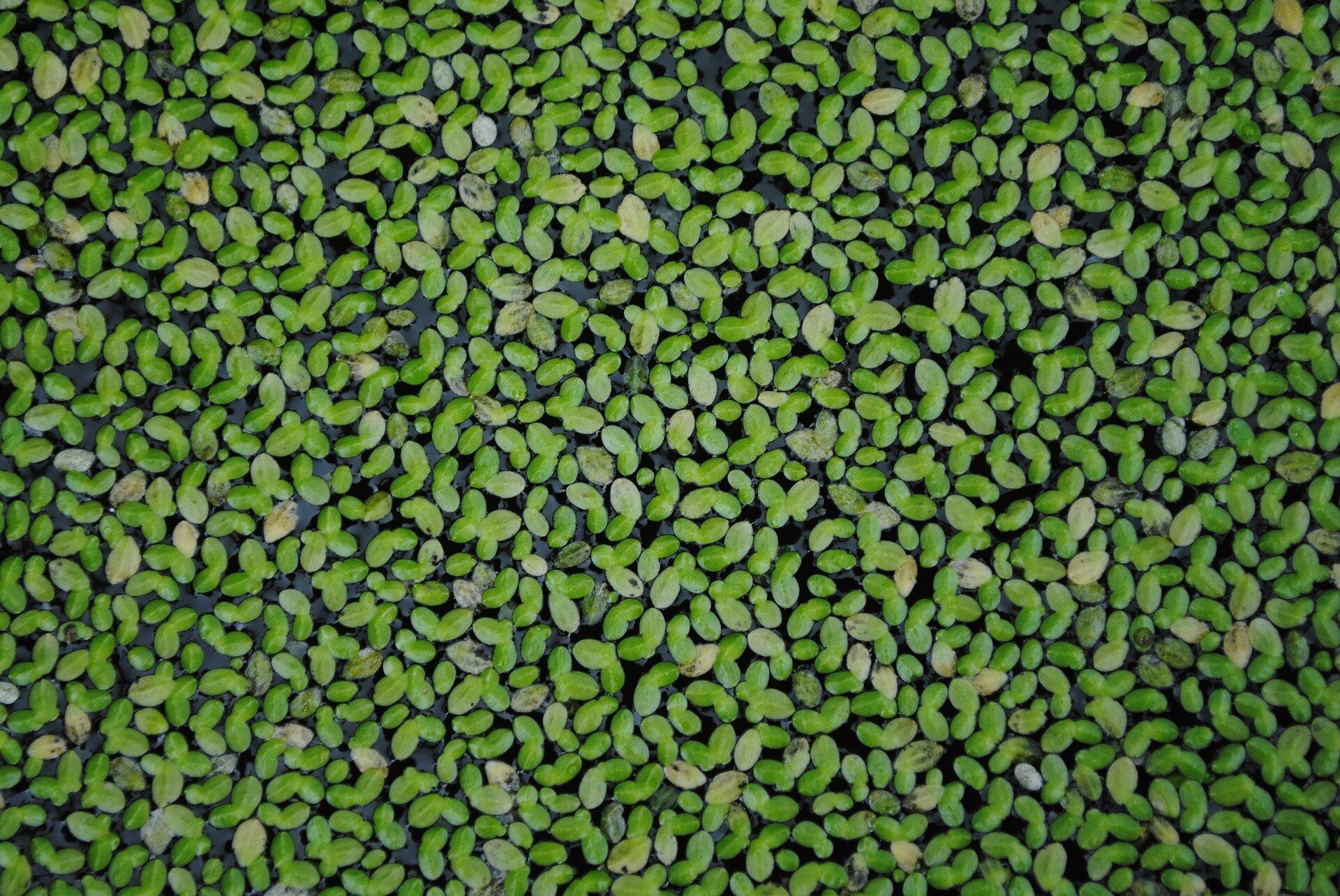New research reveals: Floating plants excel at wastewater purification