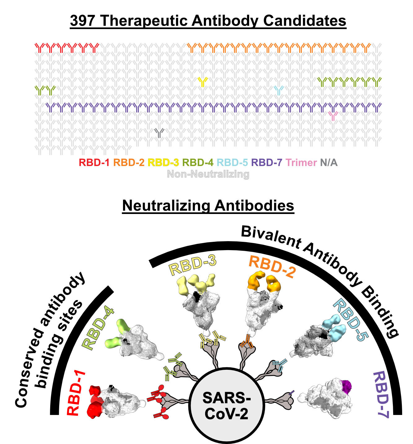 #Durable SARS-CoV-2 antibodies bind to two viral targets at once
