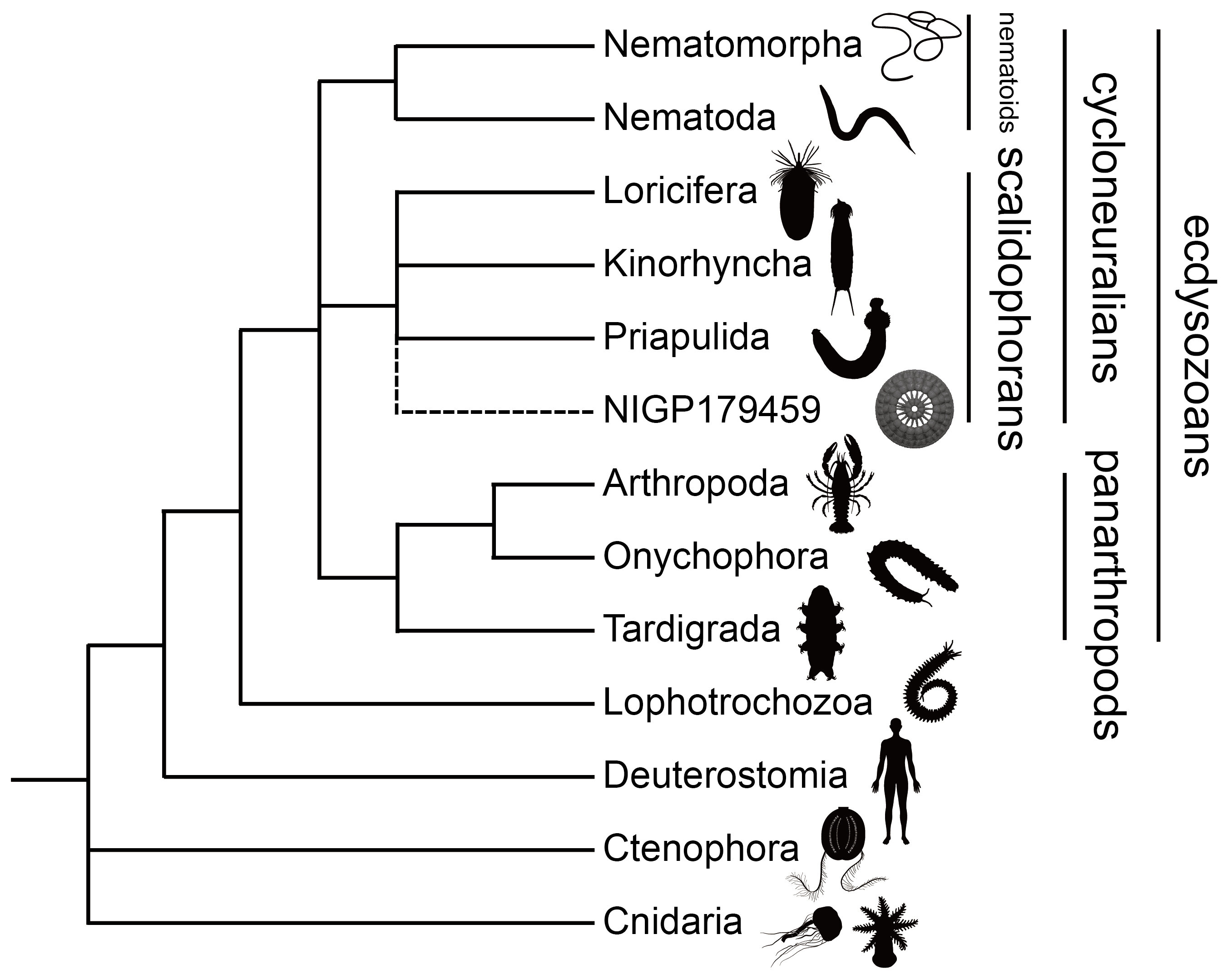 Caelidracones, Breviquartossa and Lophocratia are all node-based clades