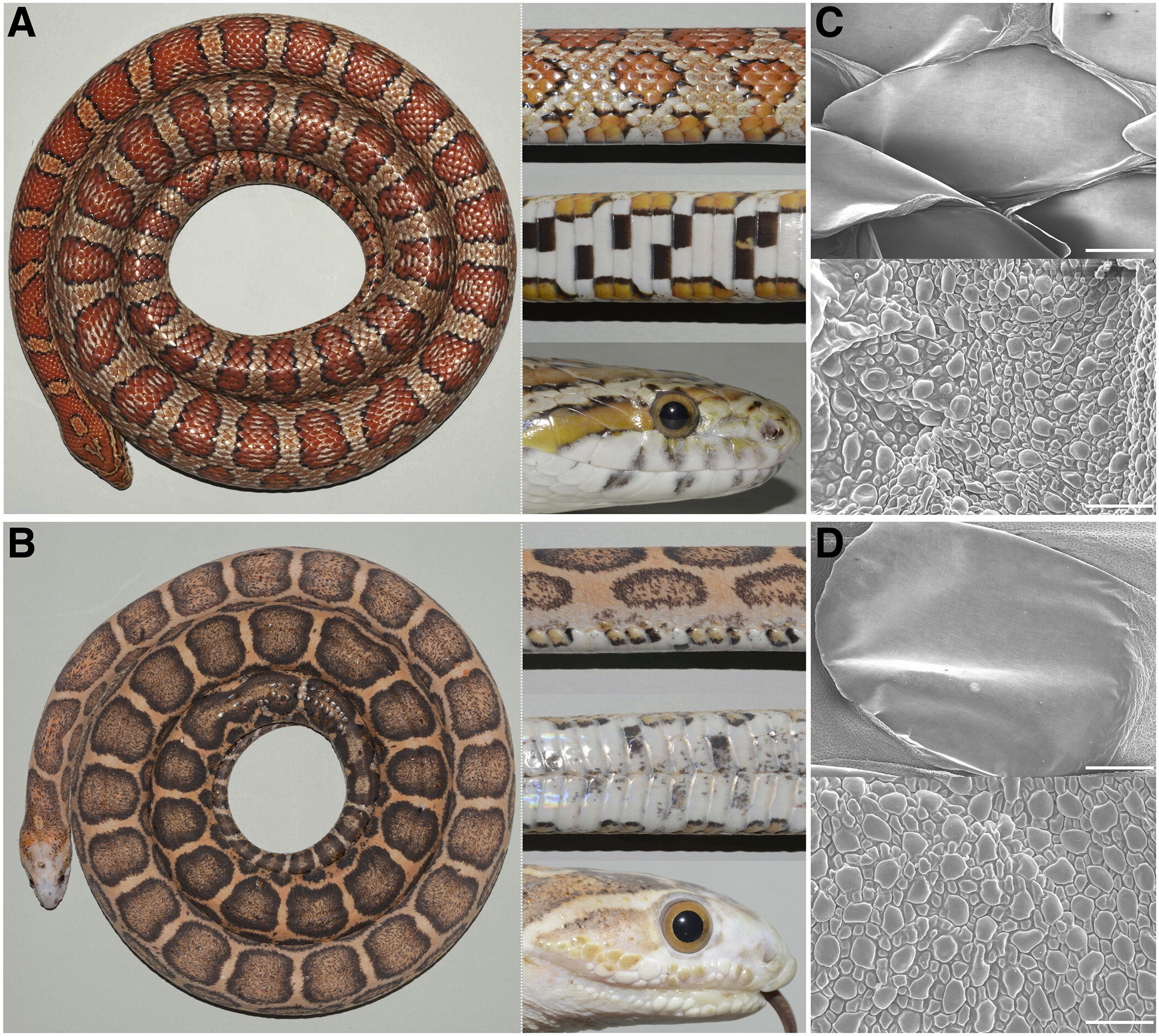 editing a snake genome