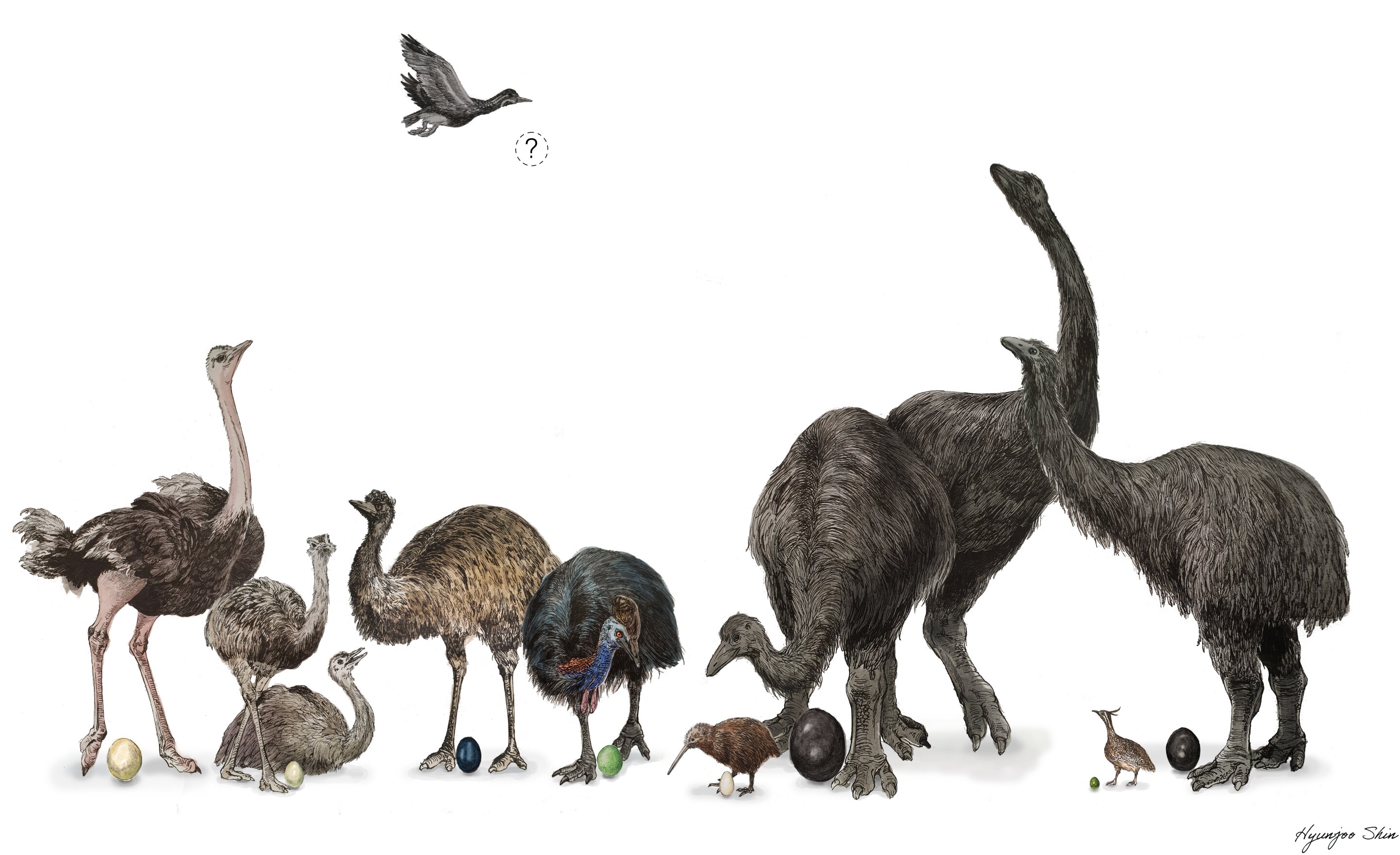 photo of Study shows that eggshells of large, flightless birds evolved along different tracks image