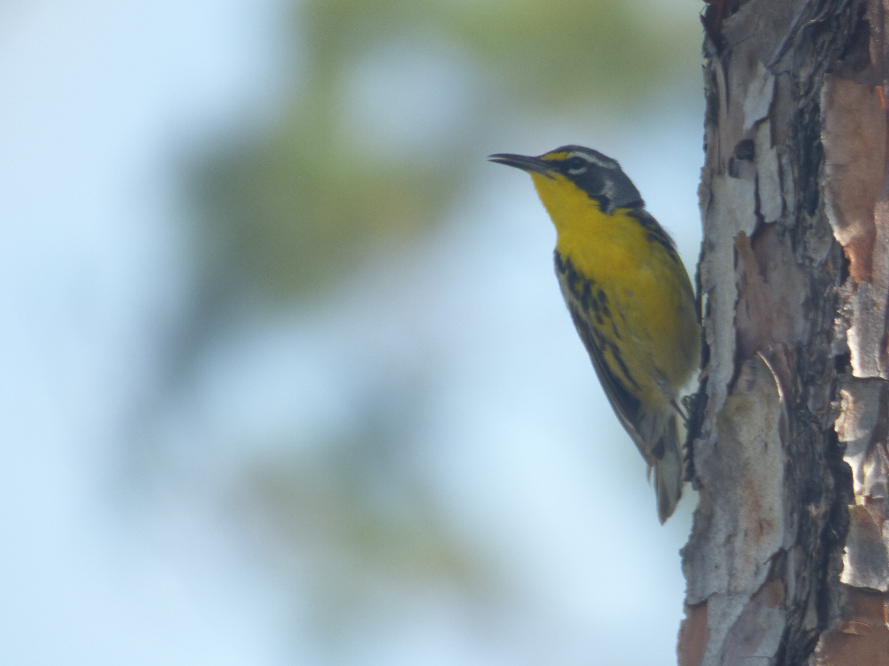 Endangered Bahamas bird may be lost from island following hurricane