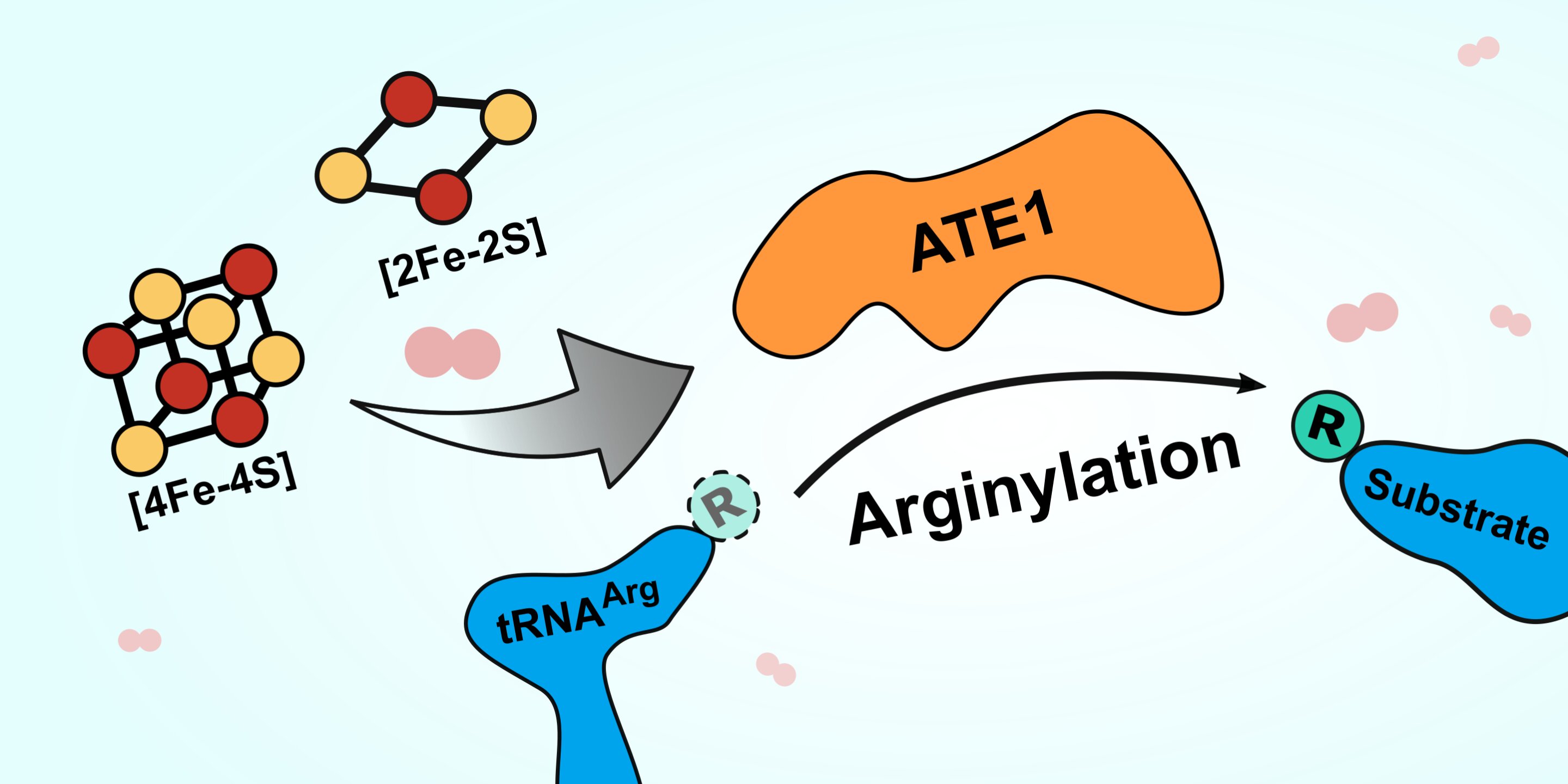 Enzyme ATE1 plays role in cellular stress response, opening door to new therapeutic targets