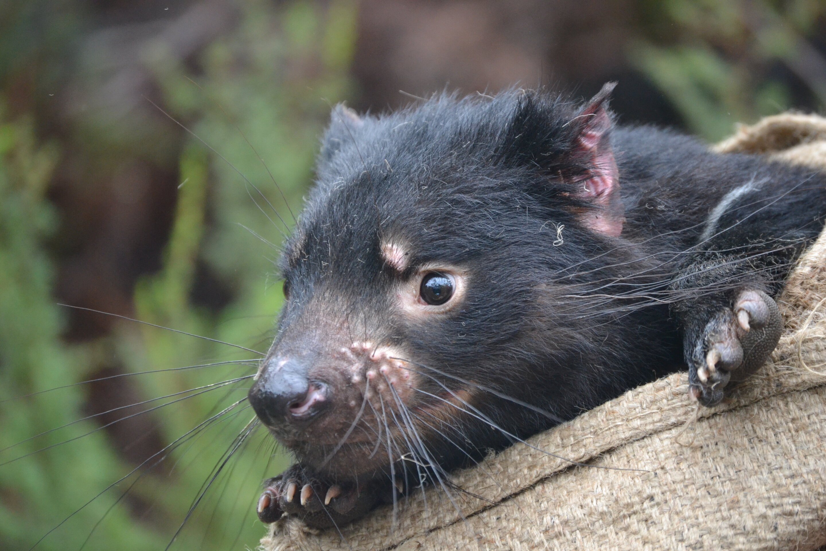 16 Tasmanian Devil Facts - Fact Animal