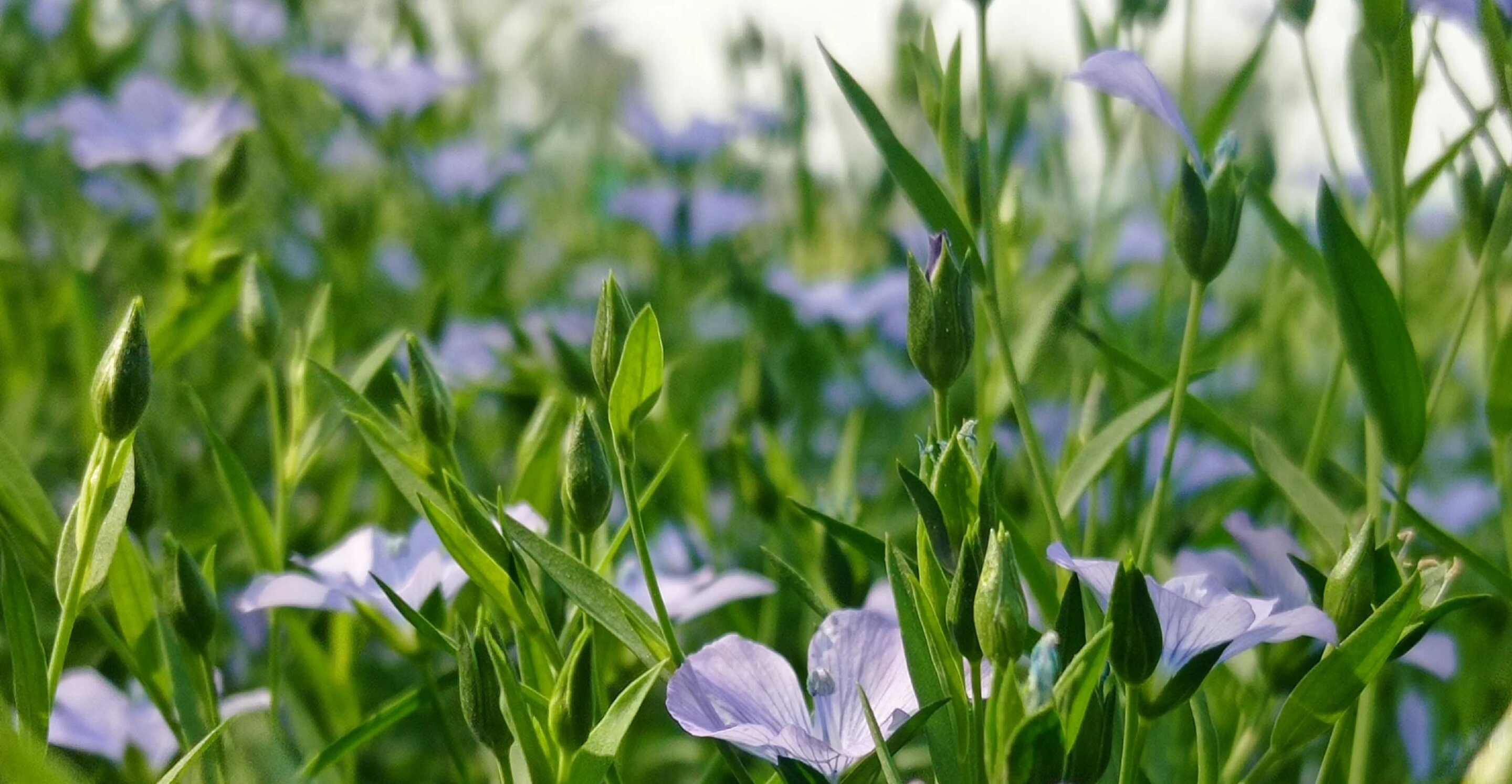 Examining how fiber content affects mechanical properties in flax and ...