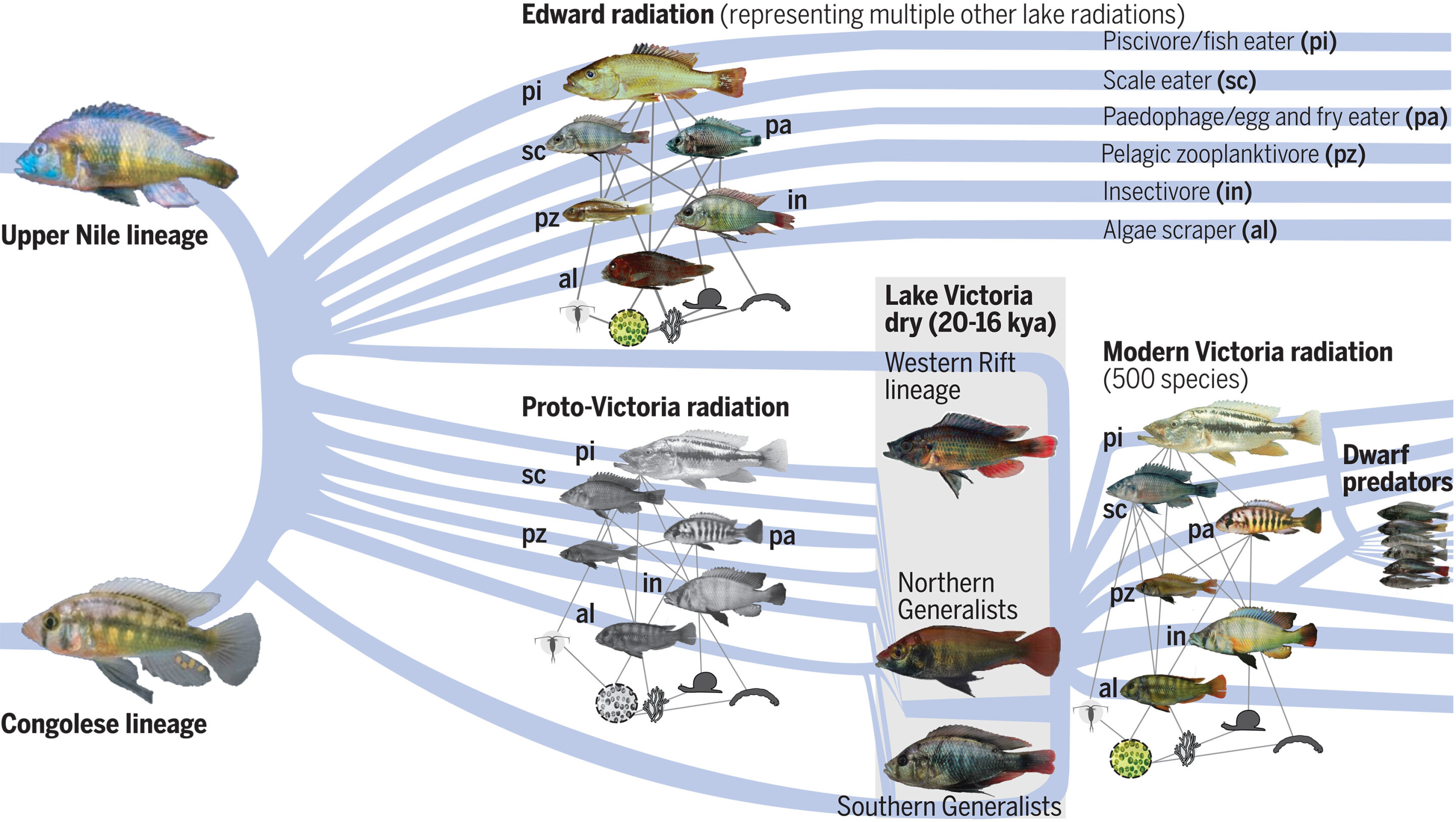 Rebuilding Catfish Populations in Northern Victoria - VRFish