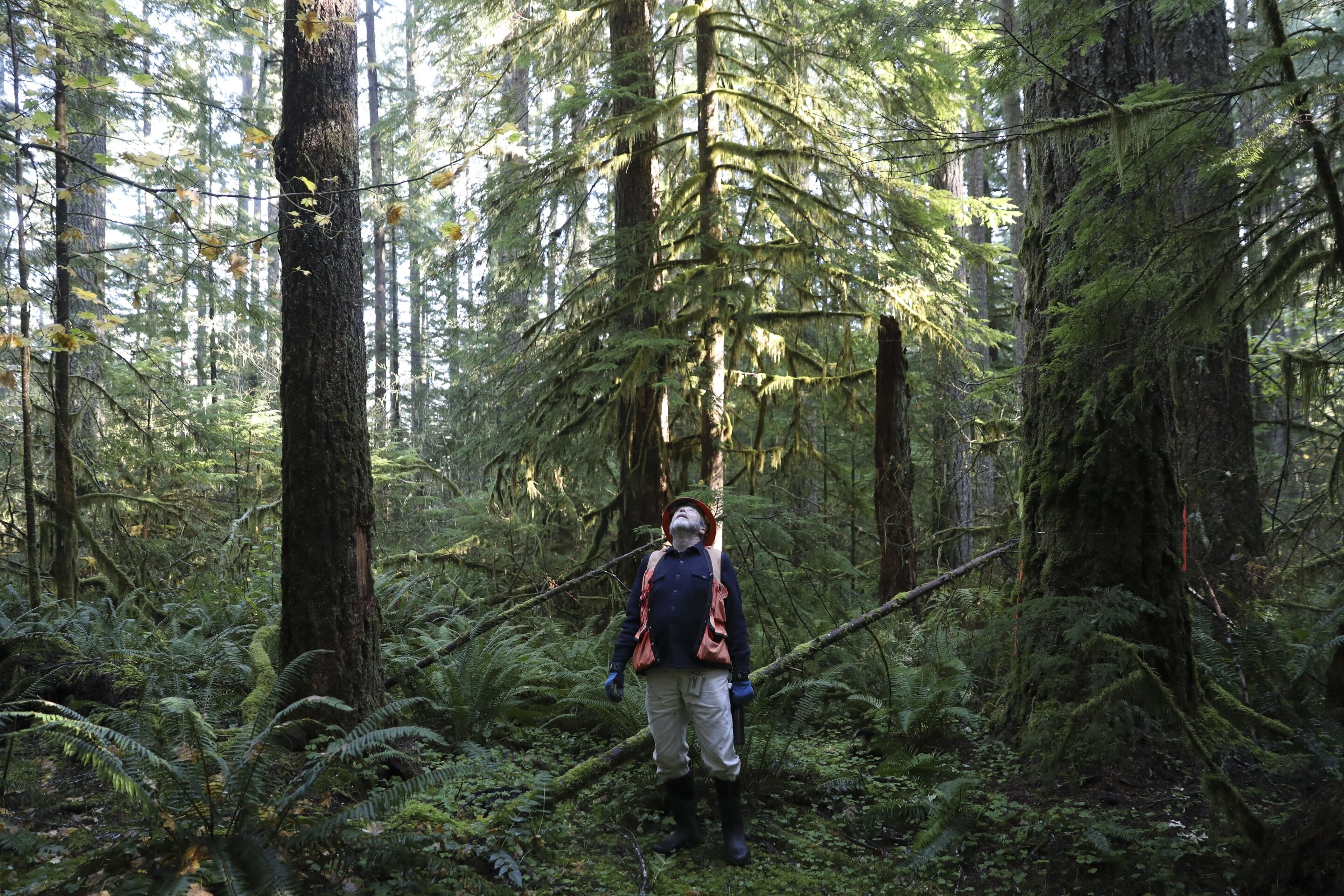 Extreme heat represents a new threat to trees and plants in the Pacific Northwest