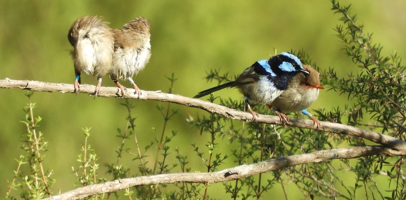 Fairy wrens are more likely to help their closest friends but not strangers, just like humans