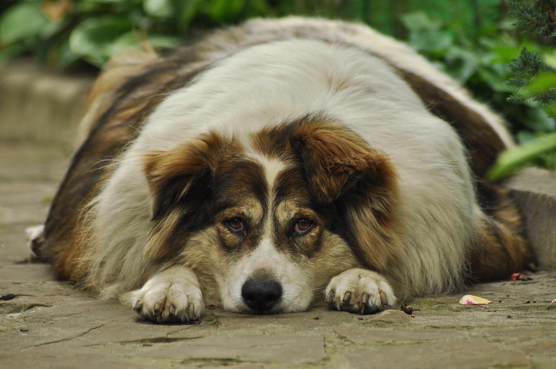 Study reveals surprising insights into dog sterilization, obesity