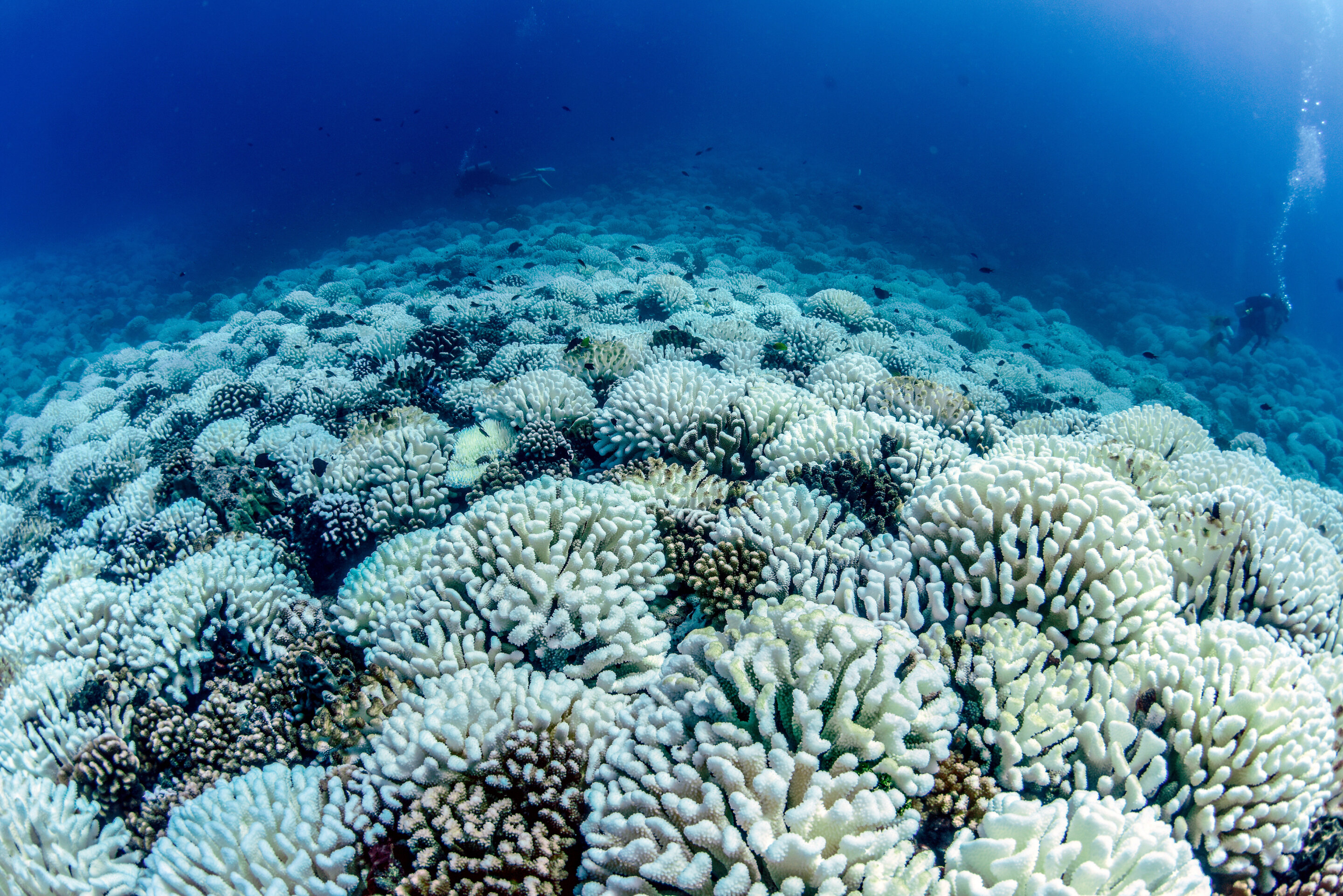 Fathoming the hidden heatwaves that threaten coral reefs