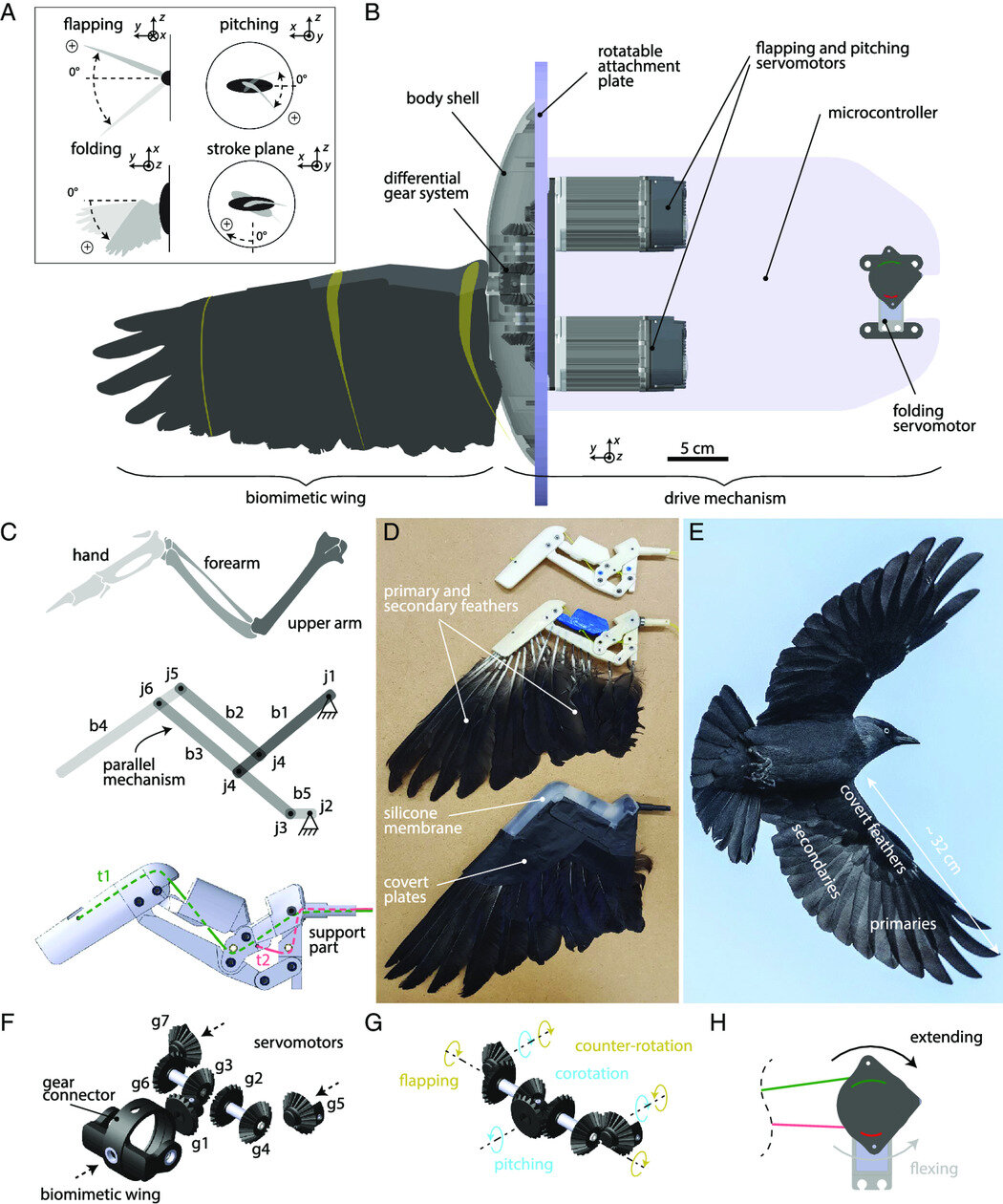 Feathered robotic wing paves way for flapping drones