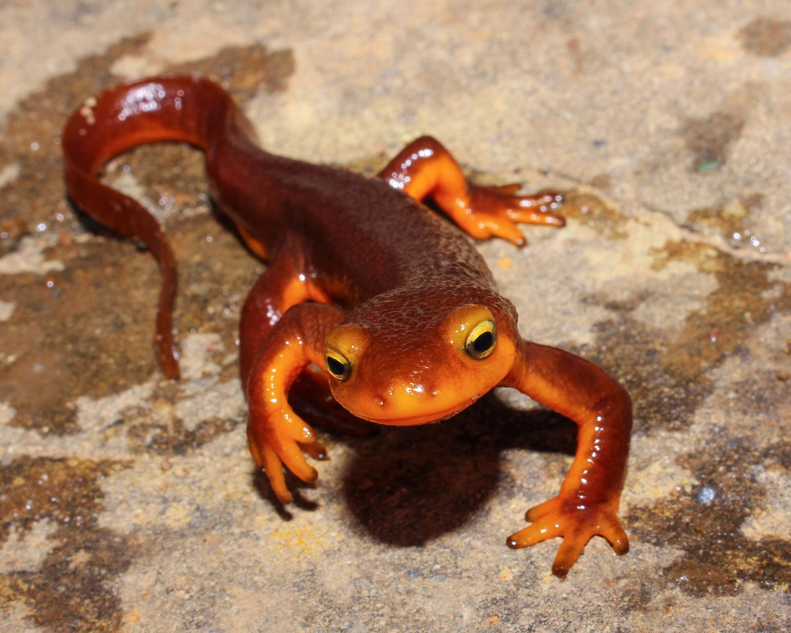 Female toxin-producing newts are surprisingly more poisonous than males
