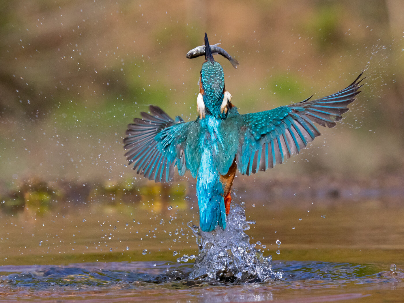 Finding the genes that help kingfishers dive without hurting their