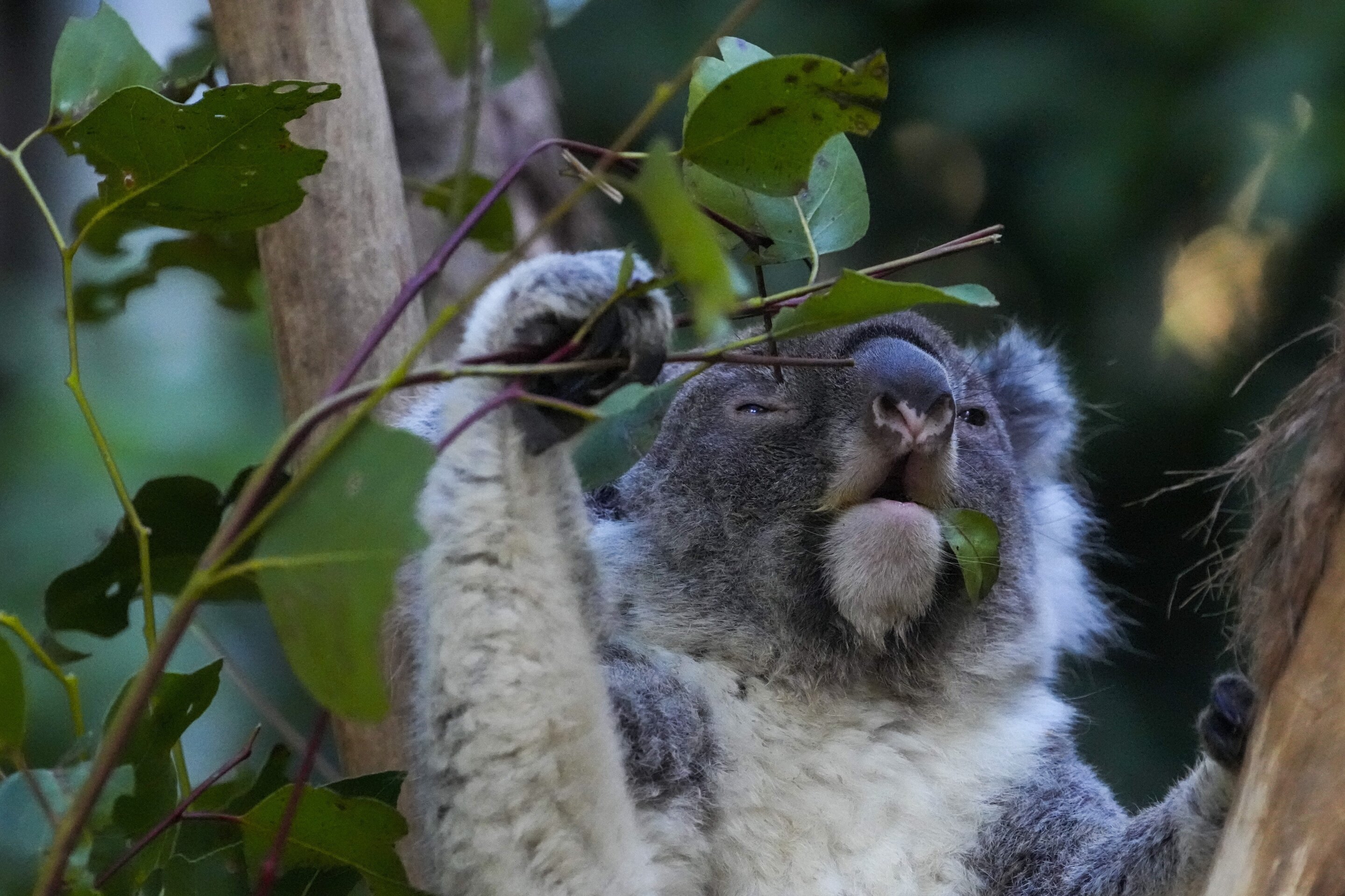 Wild koalas successfully caught and vaccinated for chlamydia for first time