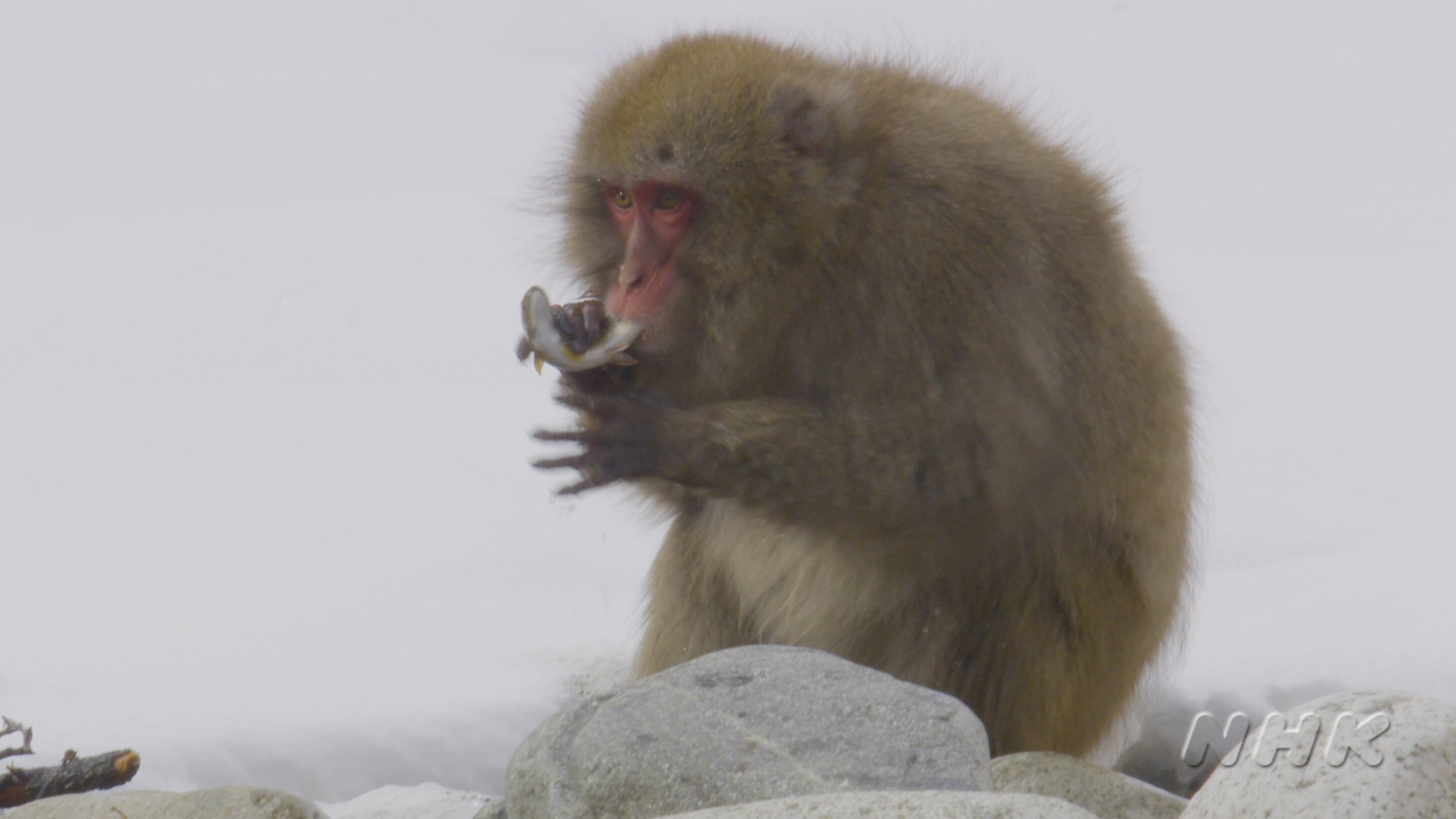 Fish-hunting and eating behaviors confirmed in Japanese macaques